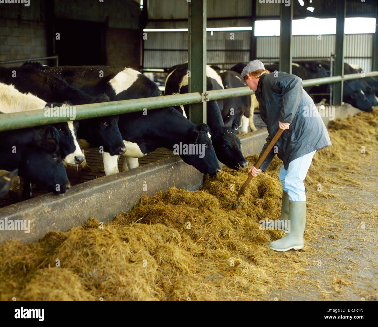 Farmer Feeding Silage To Cattle Stock Photo Alamy