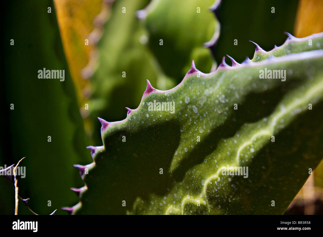 Thorns on succulent plant Stock Photo