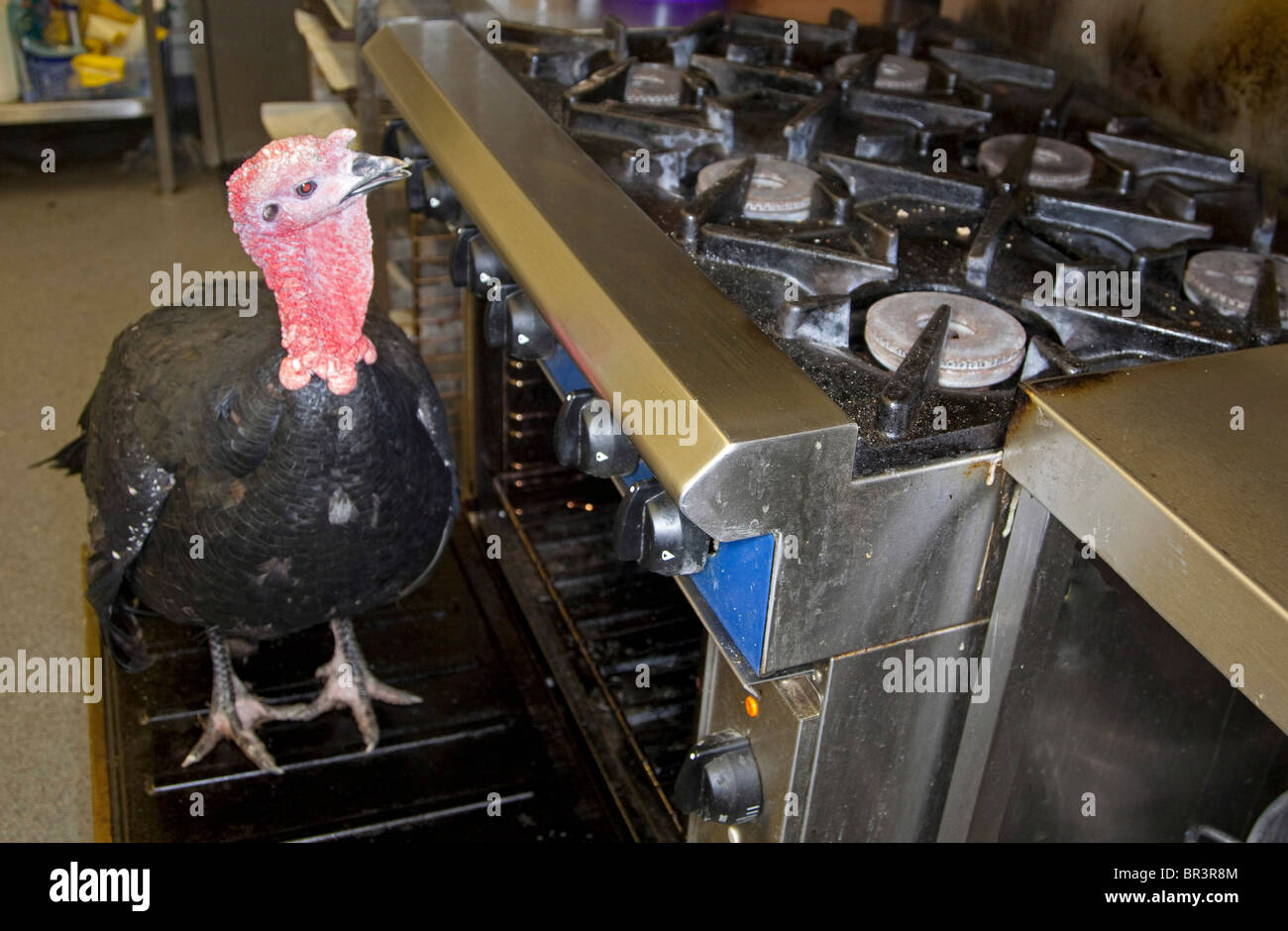 turkey oven animal bizarre Stock Photo