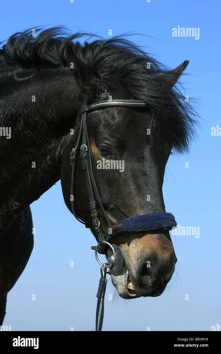 Black horse portrait hi-res stock photography and images - Alamy