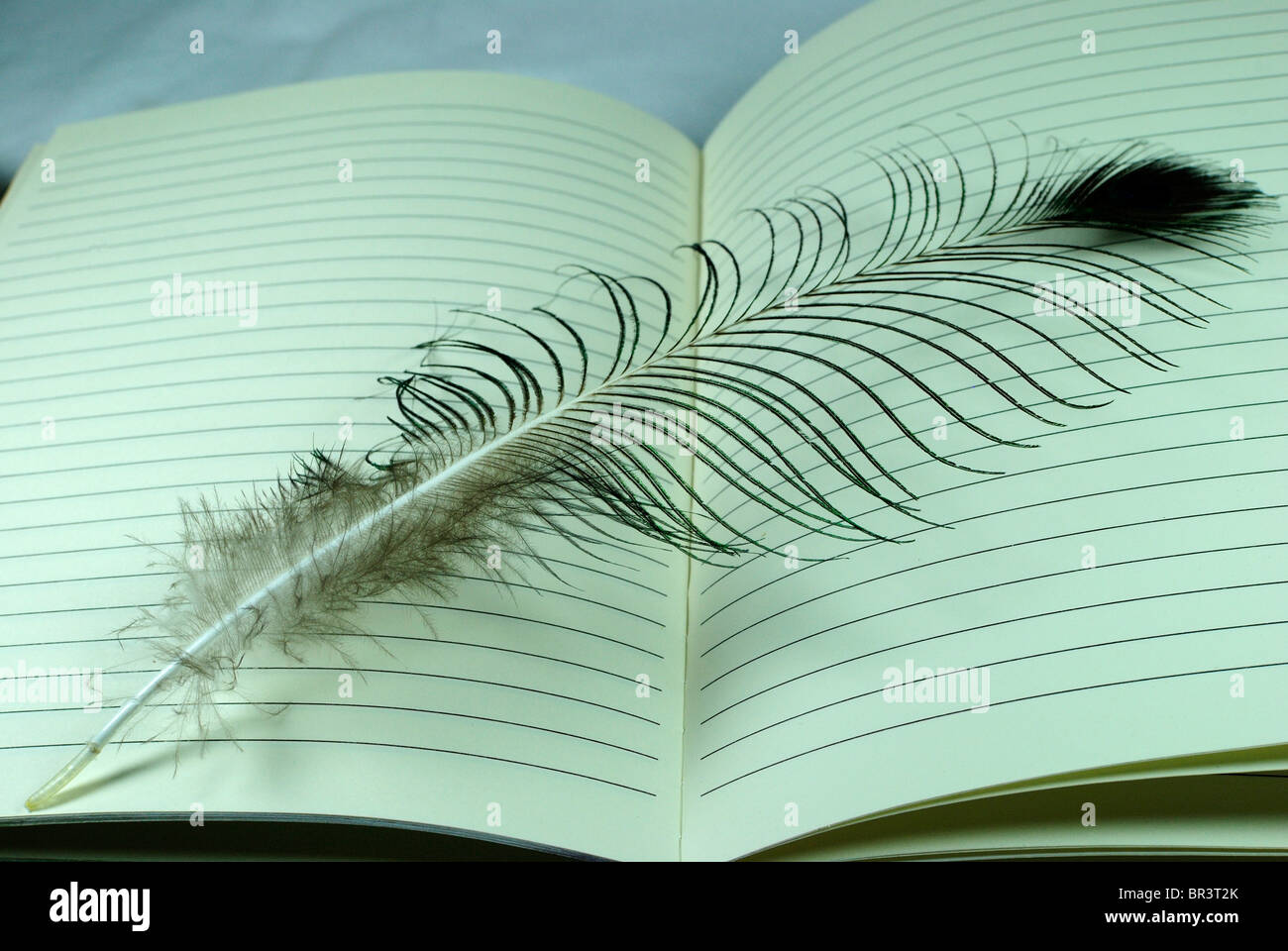 Peacock feather laying on a notebook Stock Photo Alamy