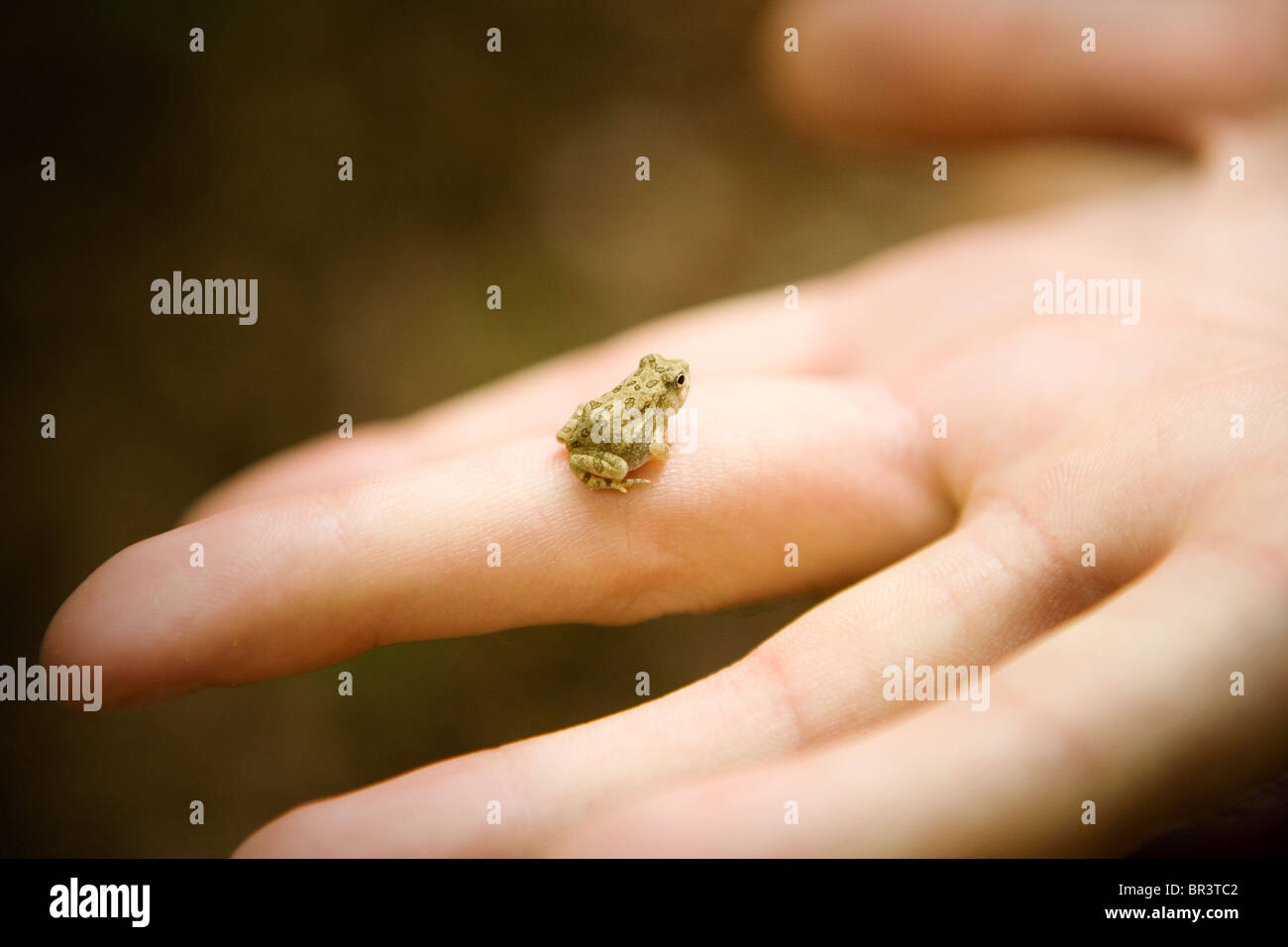 Baby Frog Stock Photo
