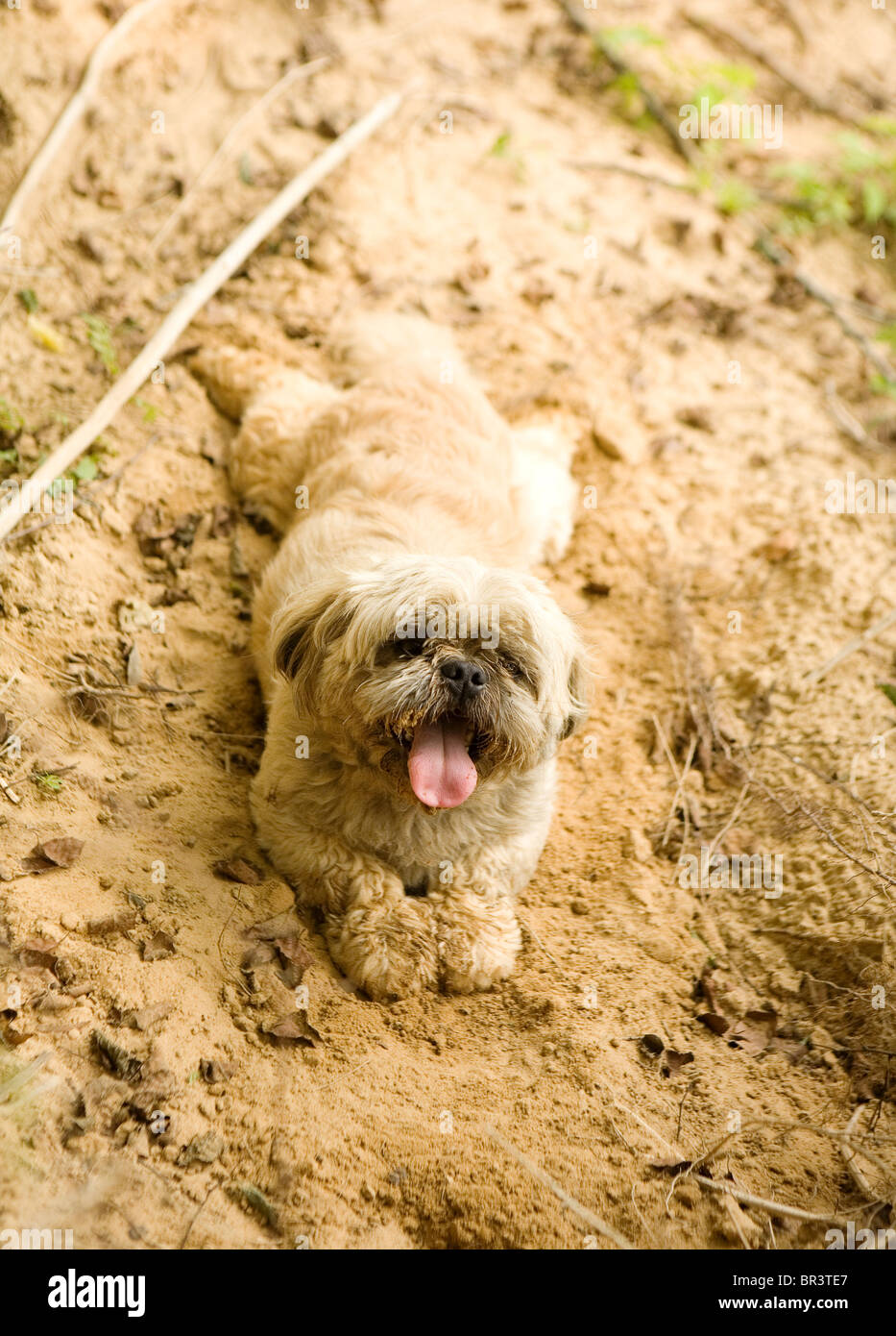 Dog in Mud Stock Photo Alamy