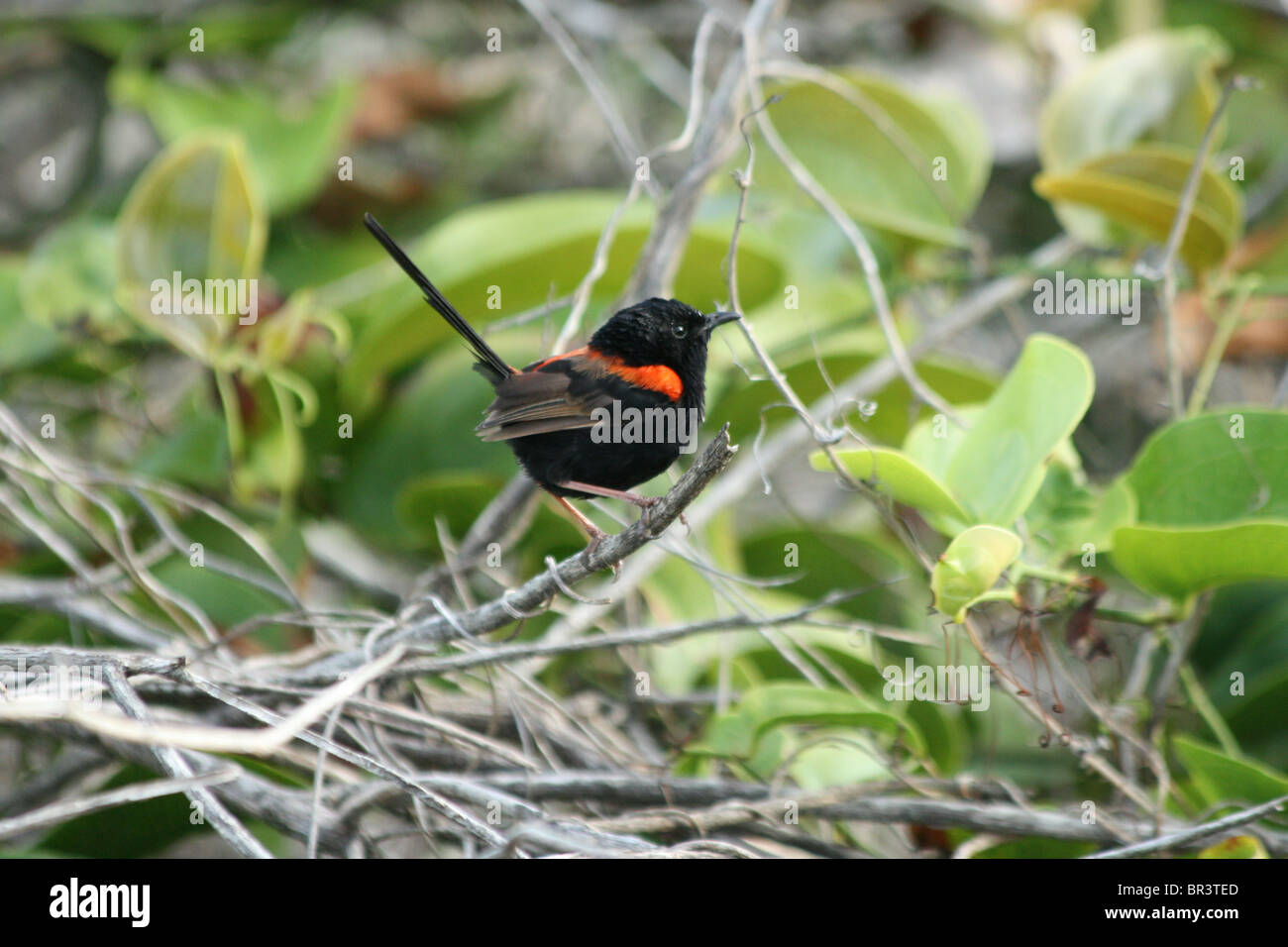 Red-backed fairy-wren 10-13cm northern and eastern Australia Stock Photo