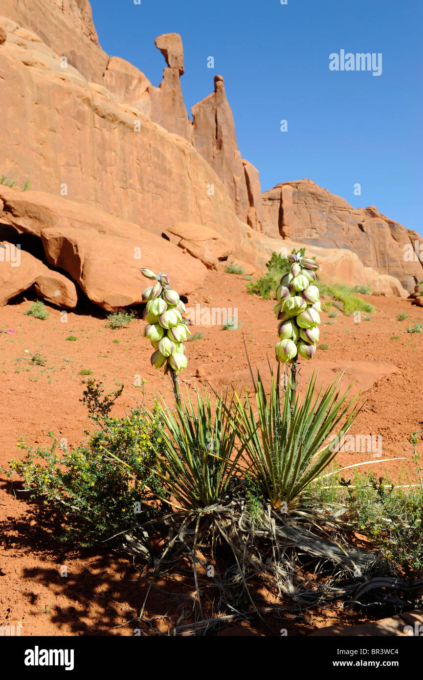 White Yucca Plants Arches National Park Moab Utah Stock Photo Alamy
