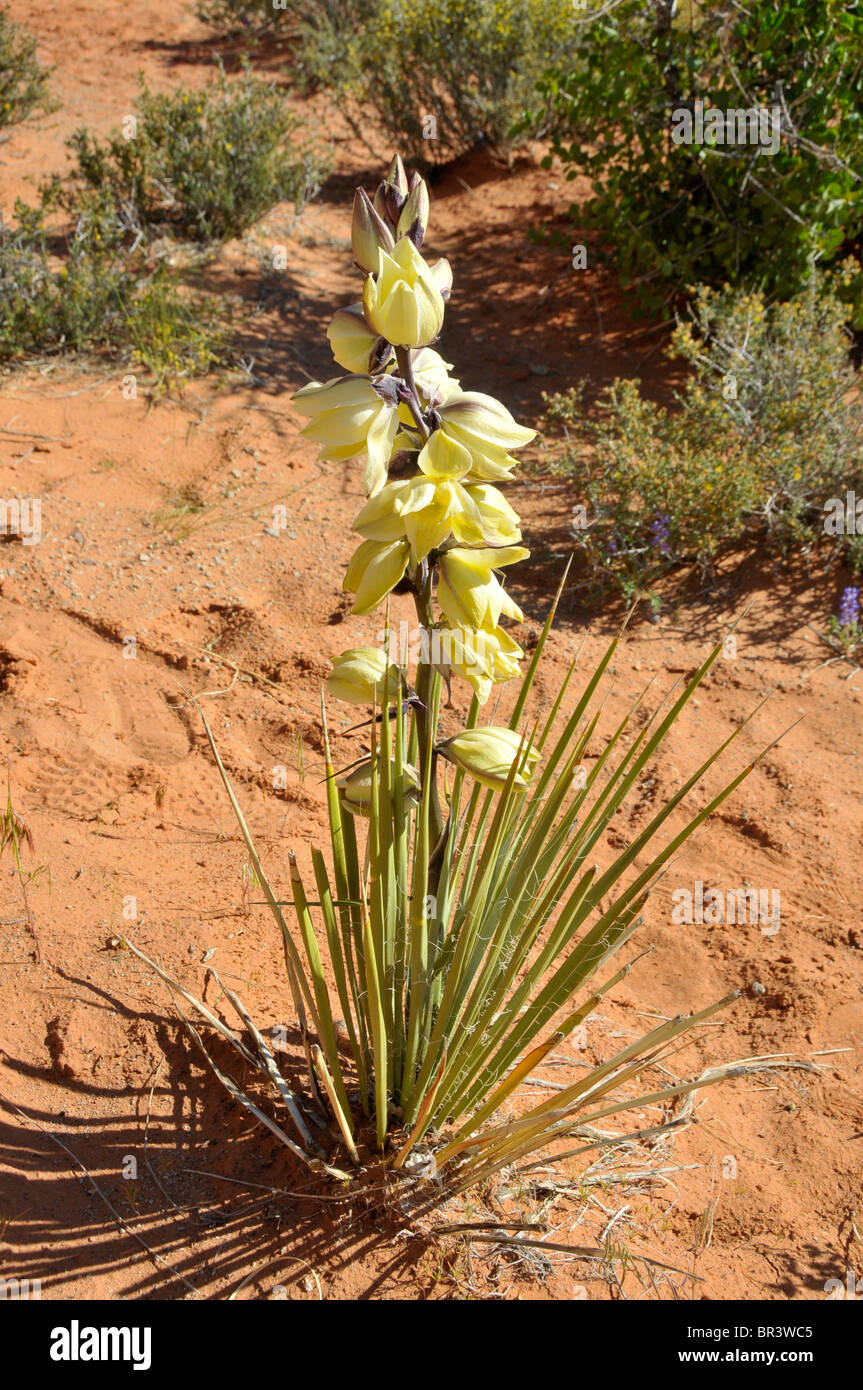 White Yucca Plants Arches National Park Moab Utah Stock Photo Alamy