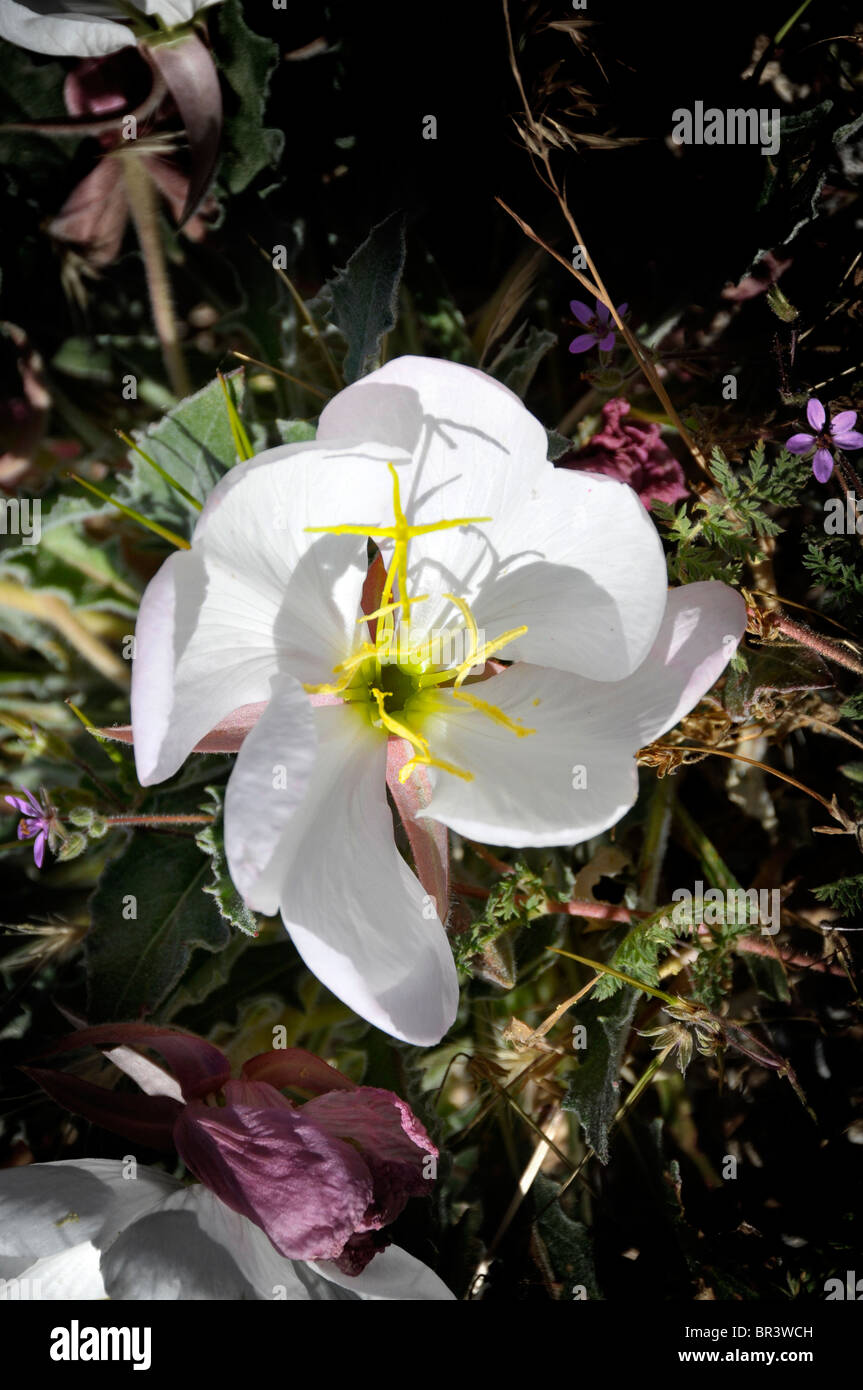 White Wildflowers Arches National Park Moab Utah Stock Photo Alamy