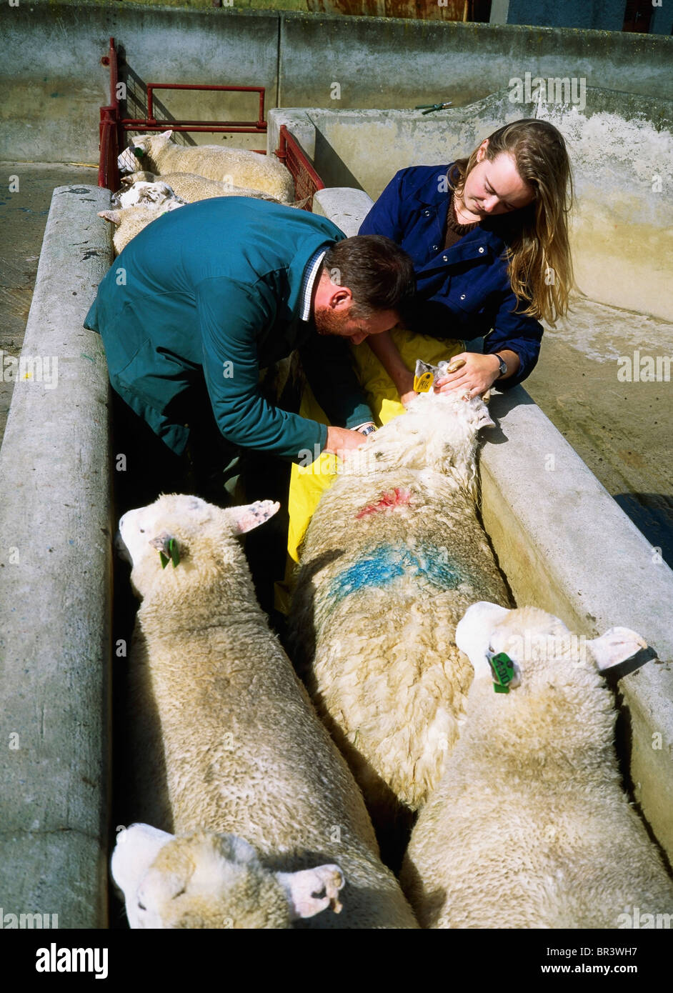 Sheep dipping hires stock photography and images Alamy