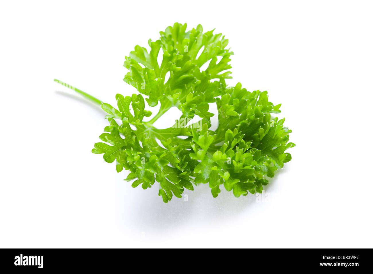 parsley on white background Stock Photo