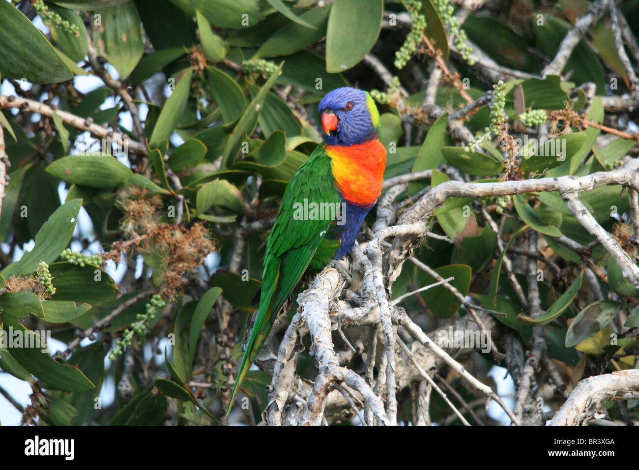 Rainbow Lorikeet 25-32cm north east and southern Australia very common around populated areas feeding in flowering trees Stock Photo
