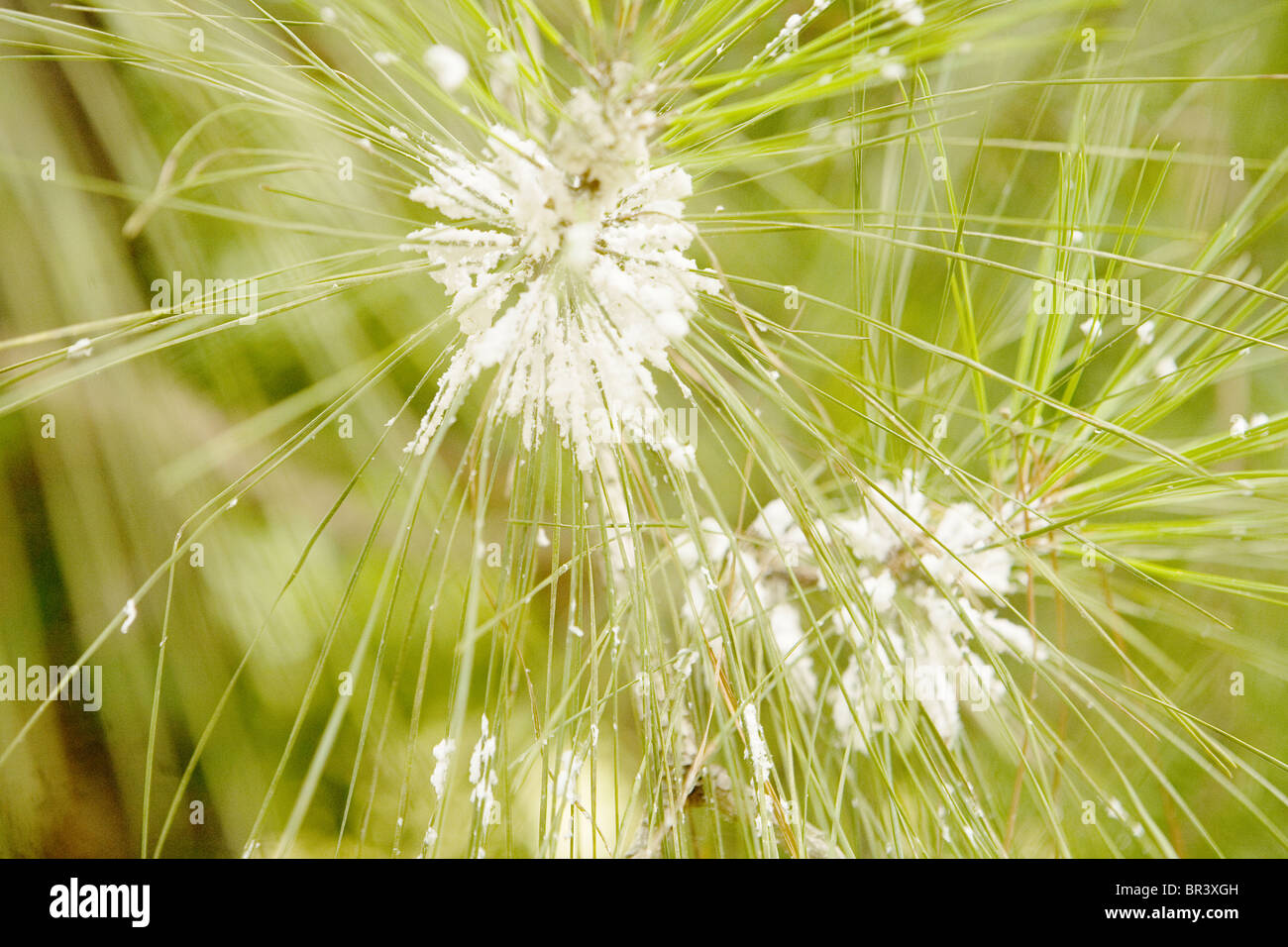 White foam on Pine Tree Stock Photo Alamy