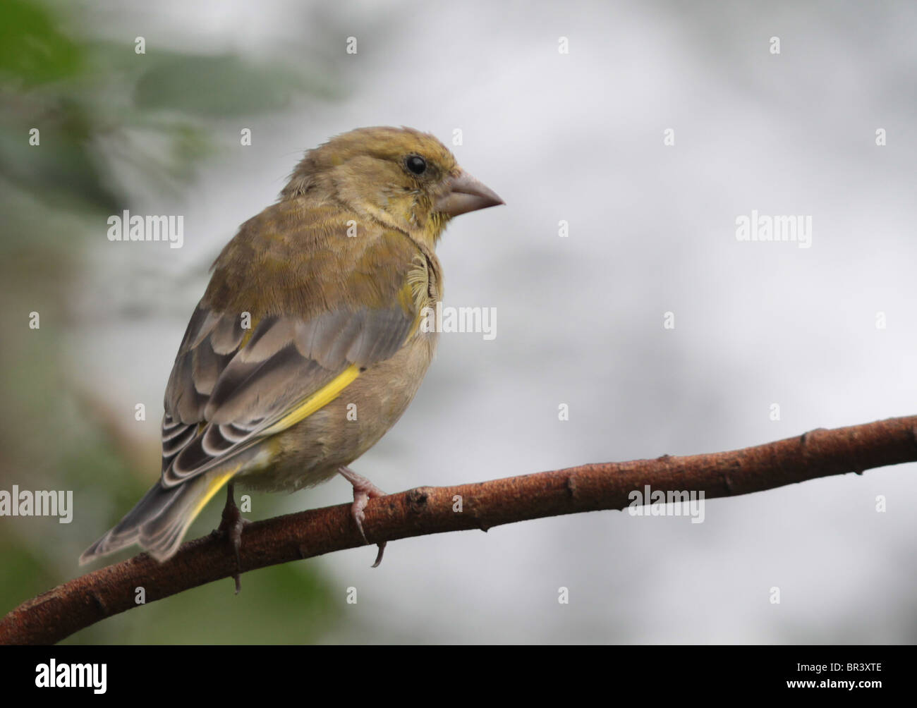 Greenfinch (Carduelis chloris) resting on a twig in autumn. Stock Photo