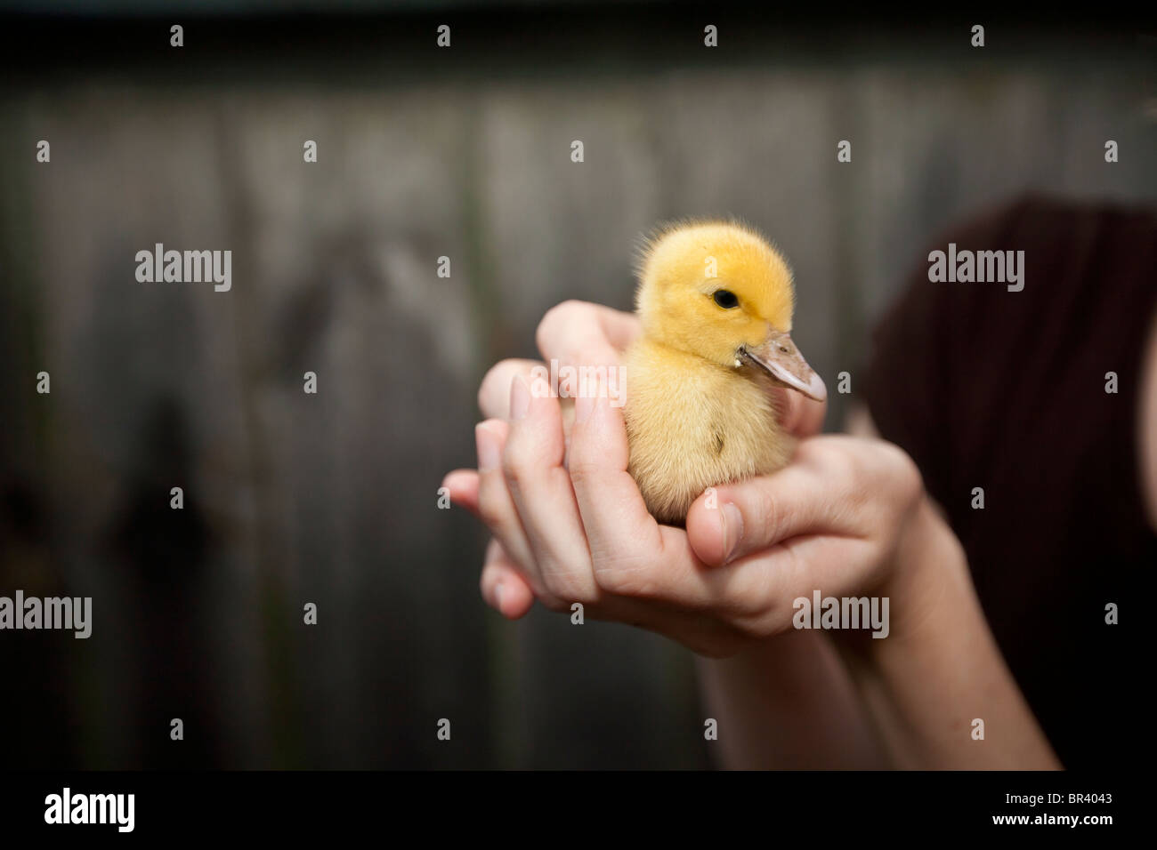 Little goose in hands of a woman Stock Photo