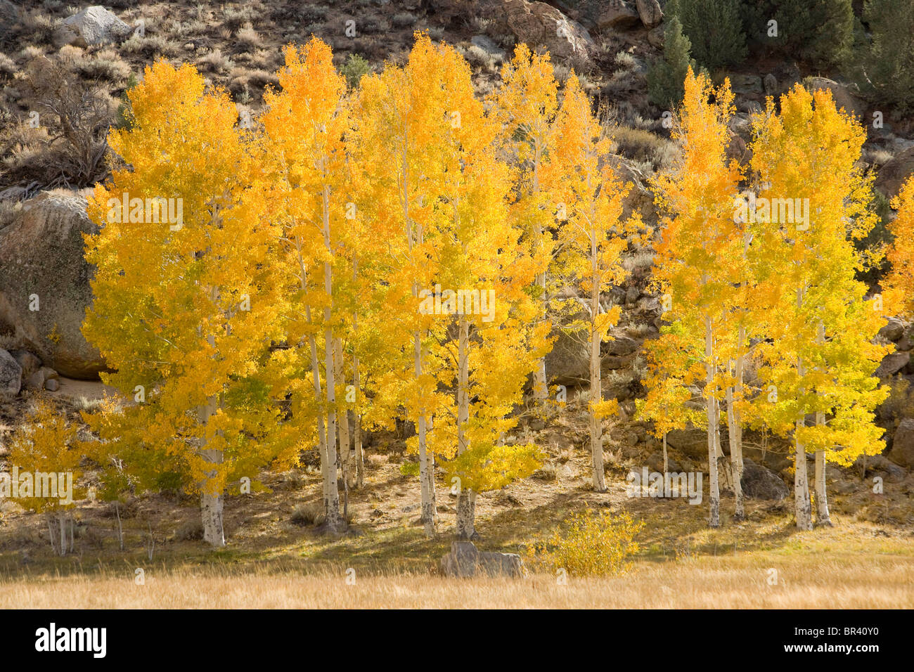 Aspen trees turn golden yellow as Fall progresses Stock Photo Alamy