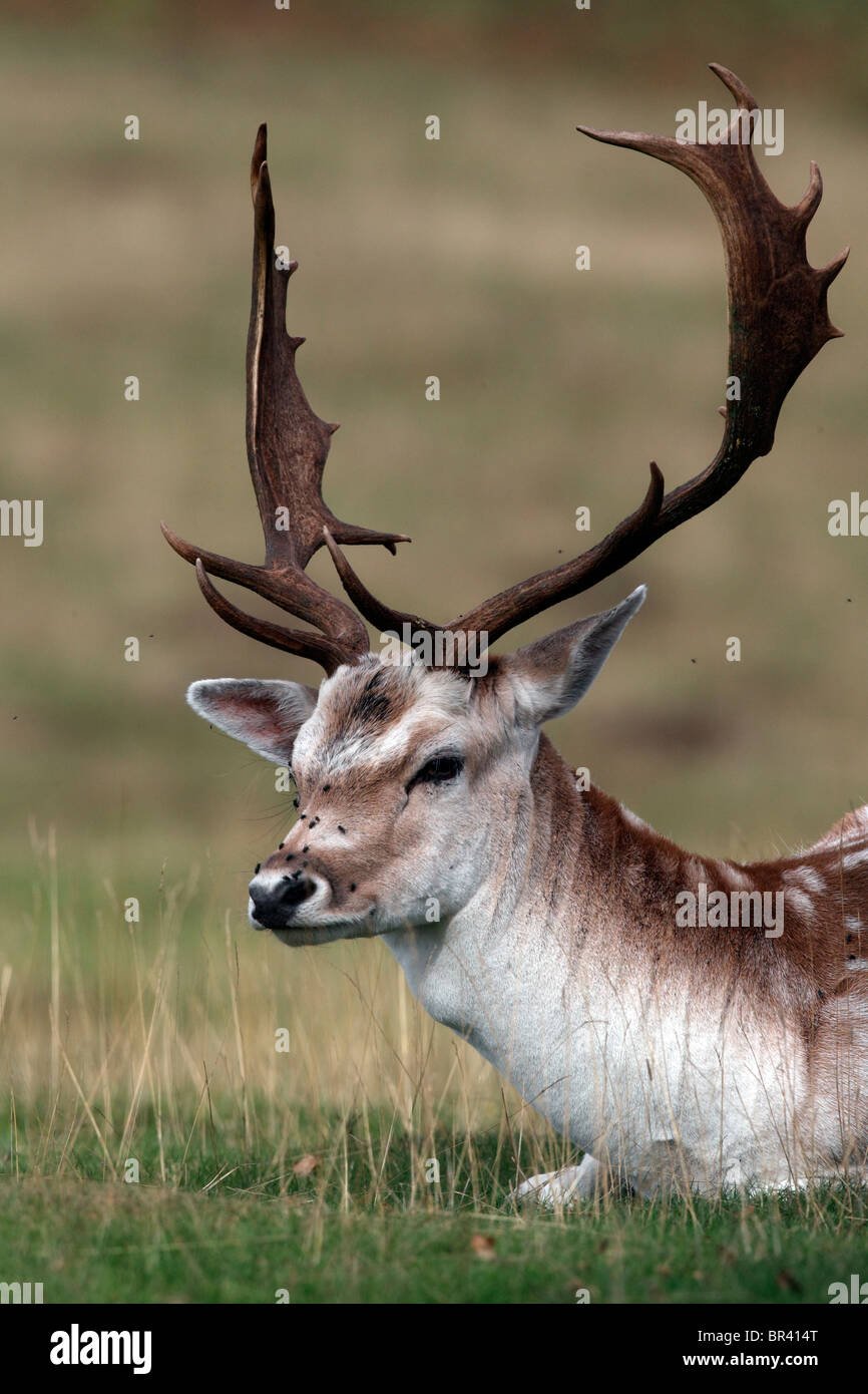 Fallow deer, Dama dama, single male head shot, Kent, September 2010 Stock Photo
