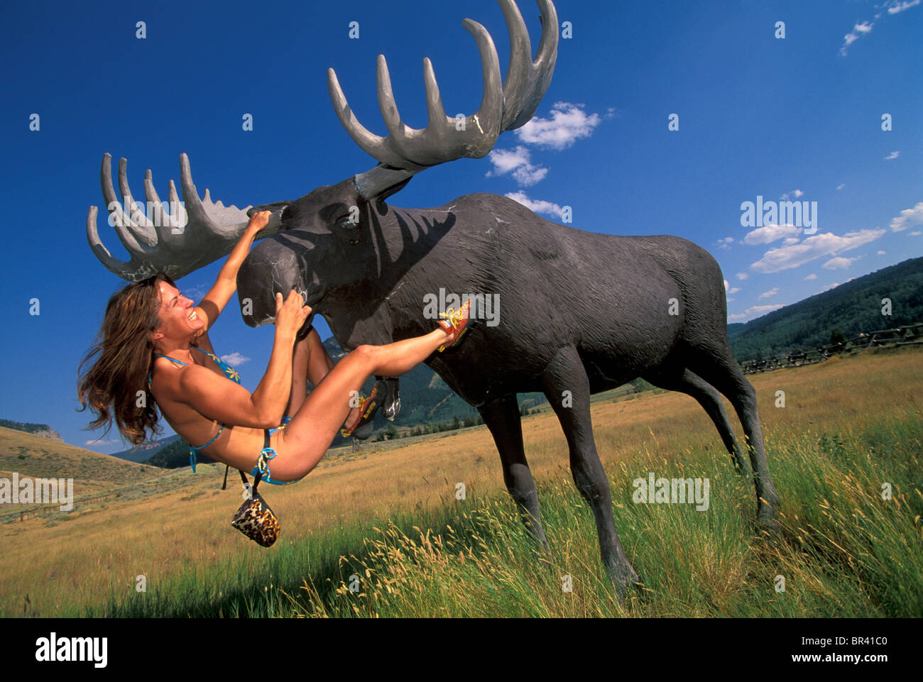 Woman climber tackles a roadside moose, WY. Stock Photo