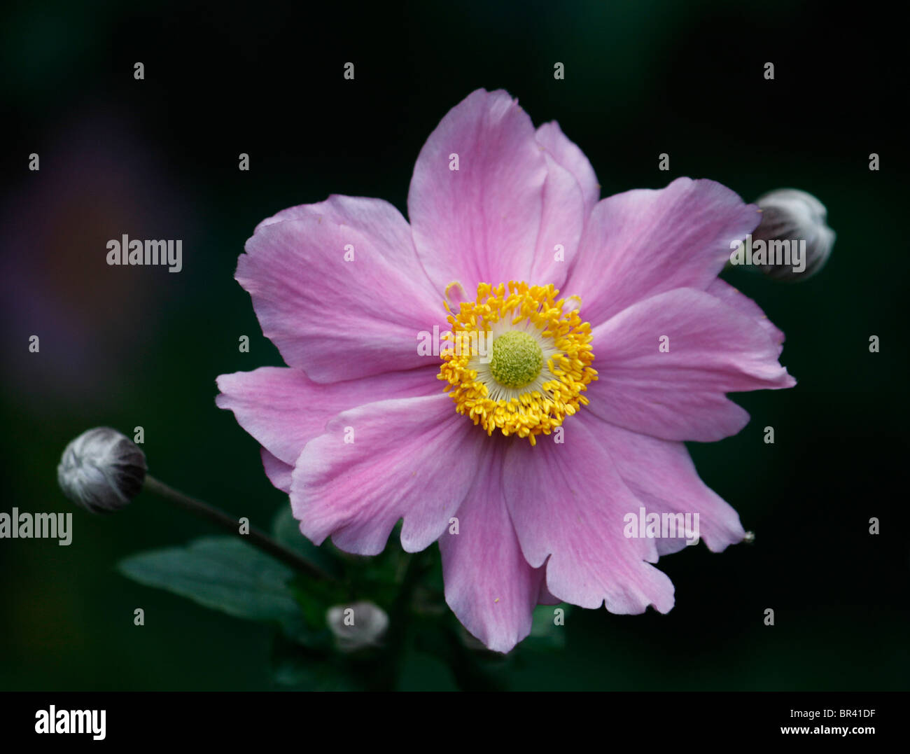 Pink Japanese anemone (anemone x hybrida) September Charm with a yellow centre Stock Photo