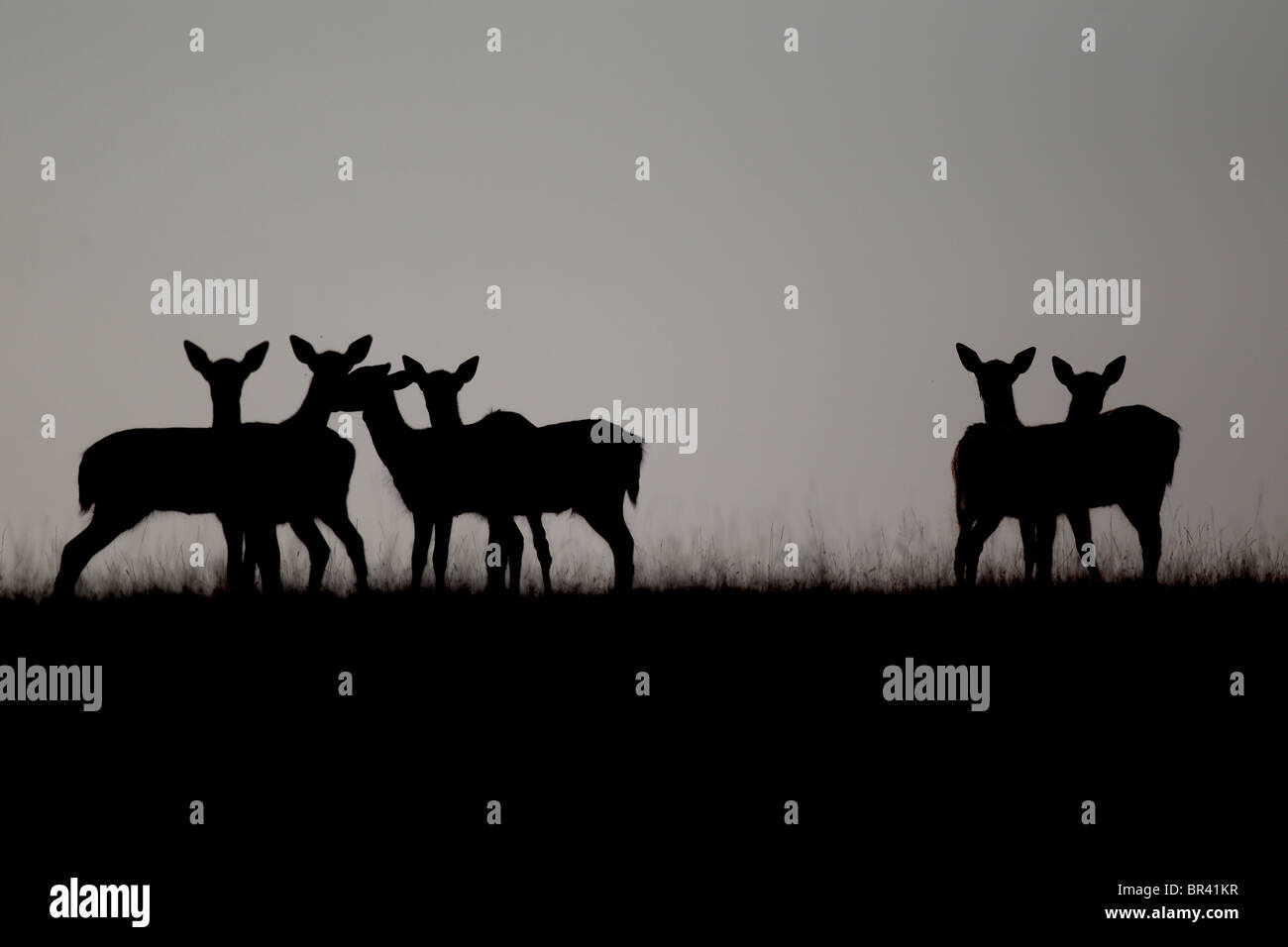 Fallow deer, Dama dama, group silhouetted on skyline, Kent, September 2010 Stock Photo