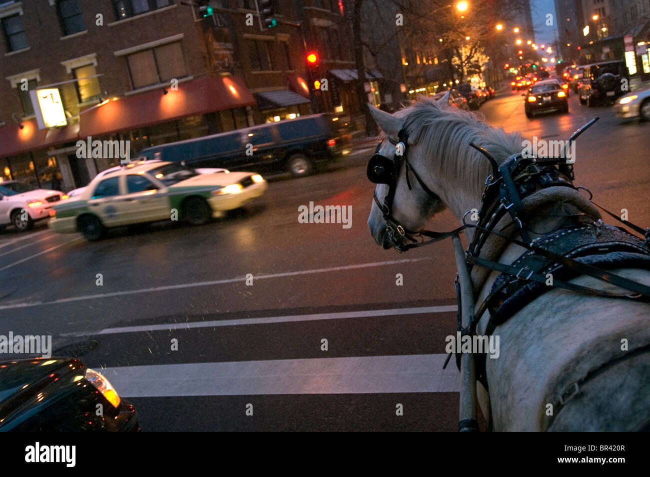 A carriage horse in downtown Chicago at dusk Stock Photo Alamy