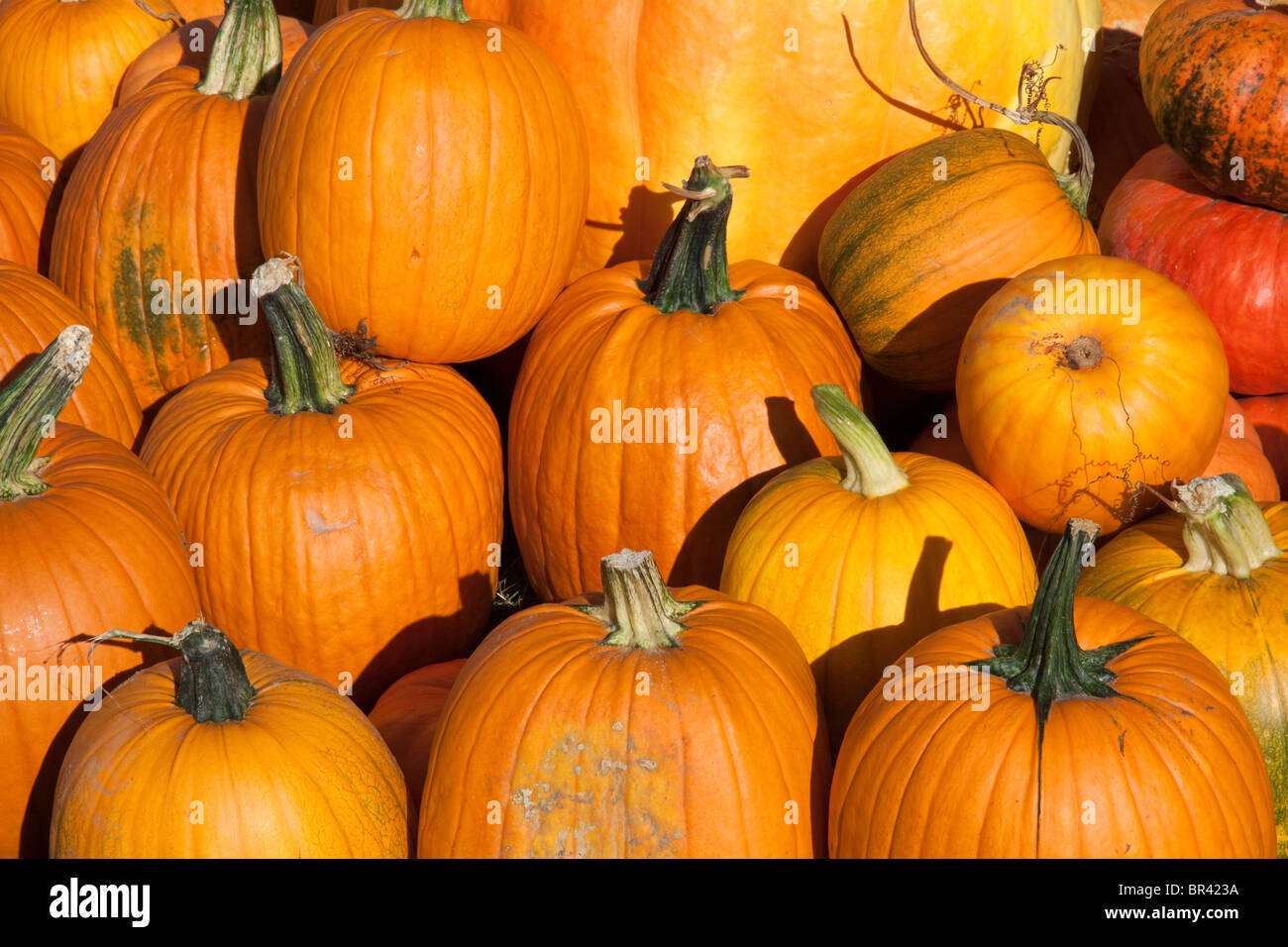 Pumpkins on display USA Stock Photo - Alamy