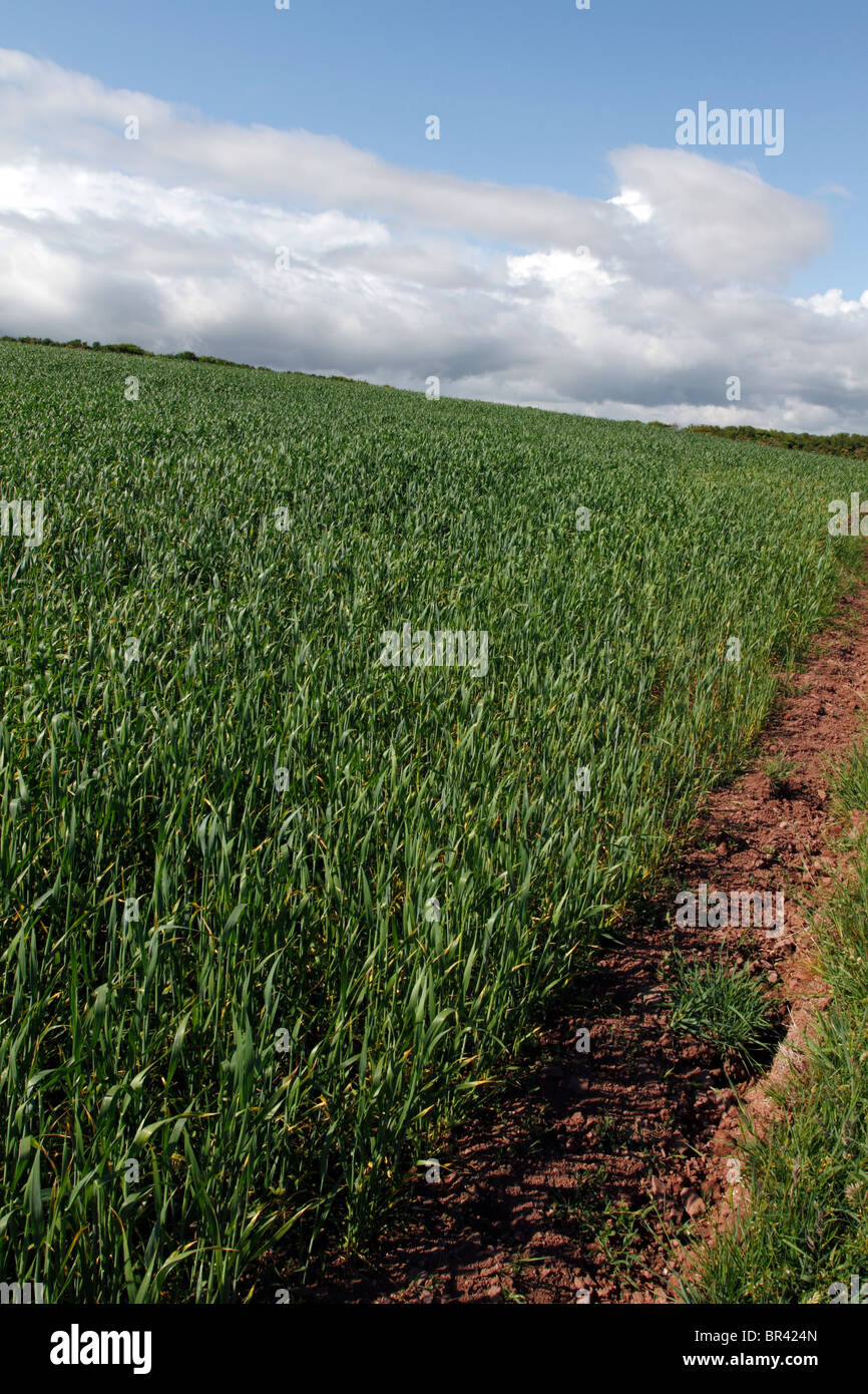 Cereal crop, Farming, Pemborkeshire, West Wales Stock Photo