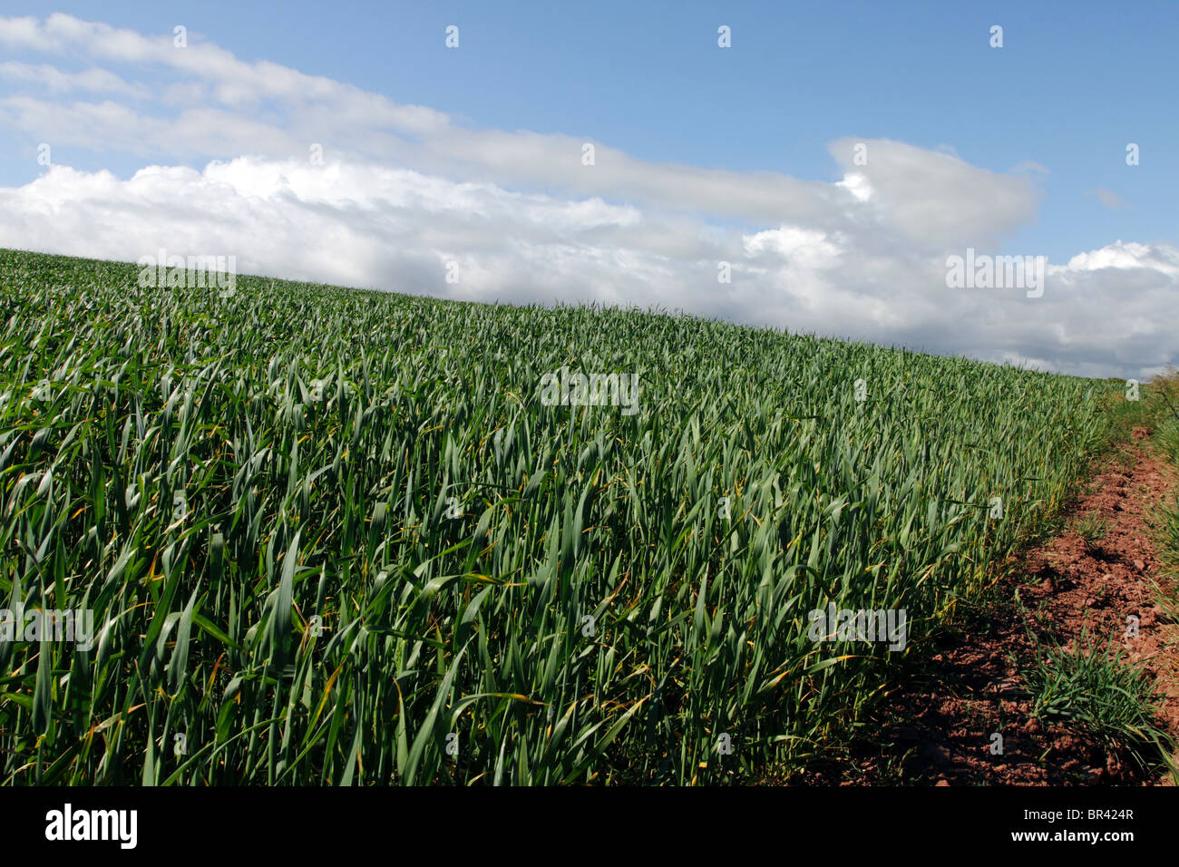 Cereal crop, Farming, Pembrokeshire, West Wales Stock Photo