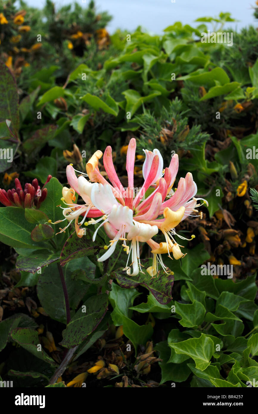 Wild hedgerow flowers hires stock photography and images Alamy