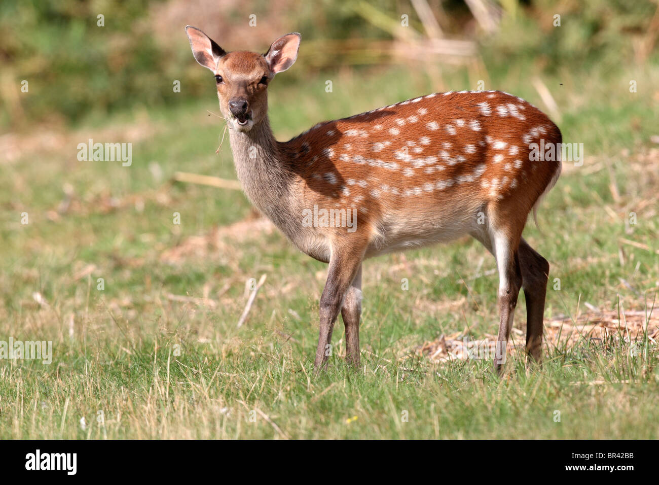 Sika deer, Cervus nippon, single deer, September 2010 Stock Photo