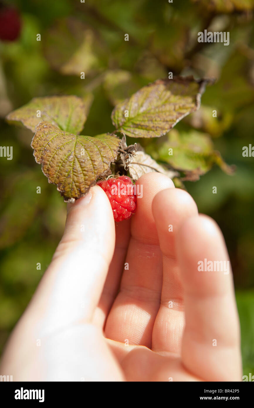 Raspberry hand hi-res stock photography and images - Alamy