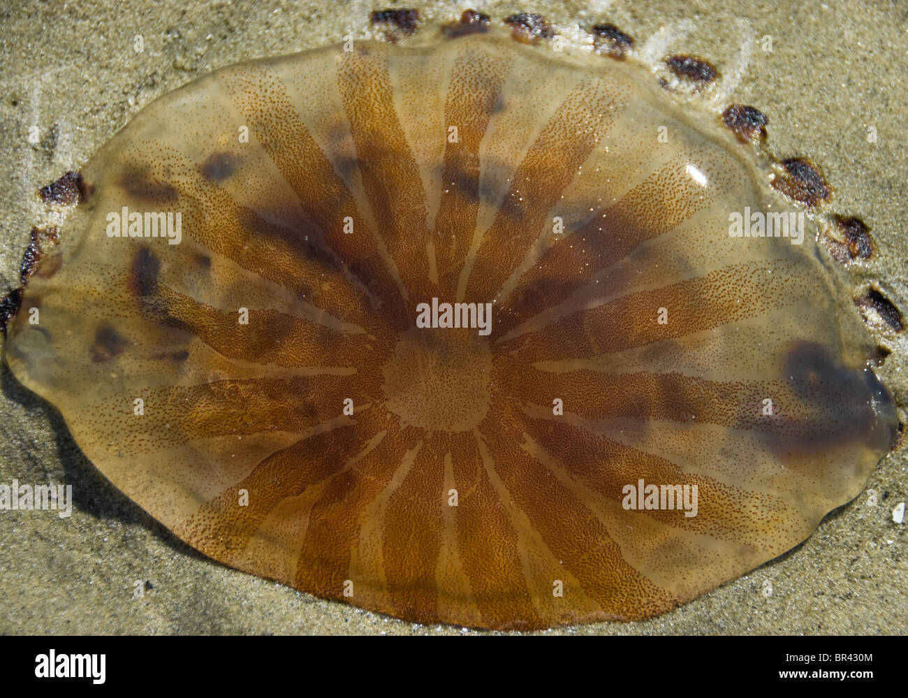 Jellyfish on beach of Langeoog, Germany Stock Photo