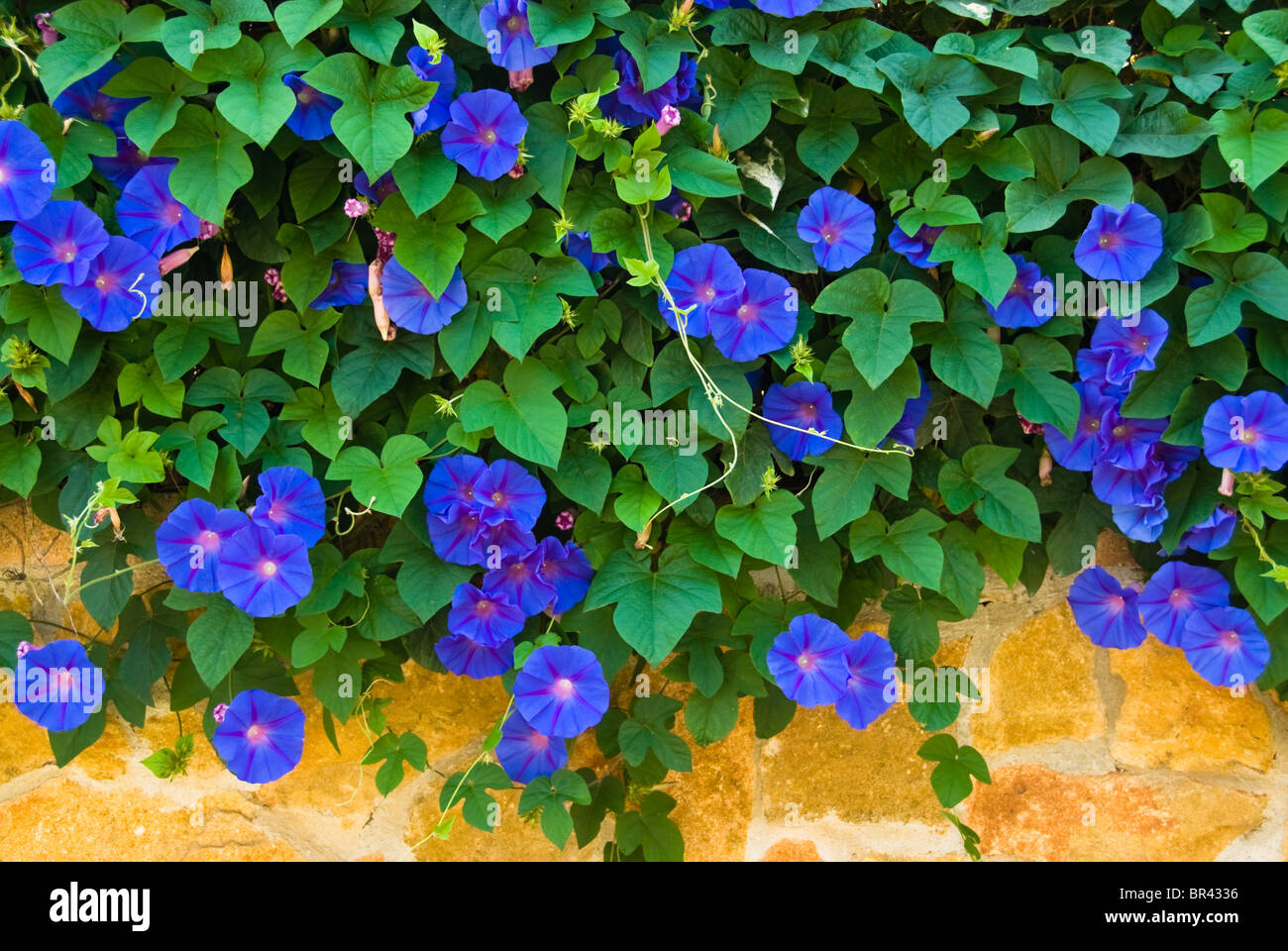 Climbing plant with blue flowers, Majorca Stock Photo Alamy