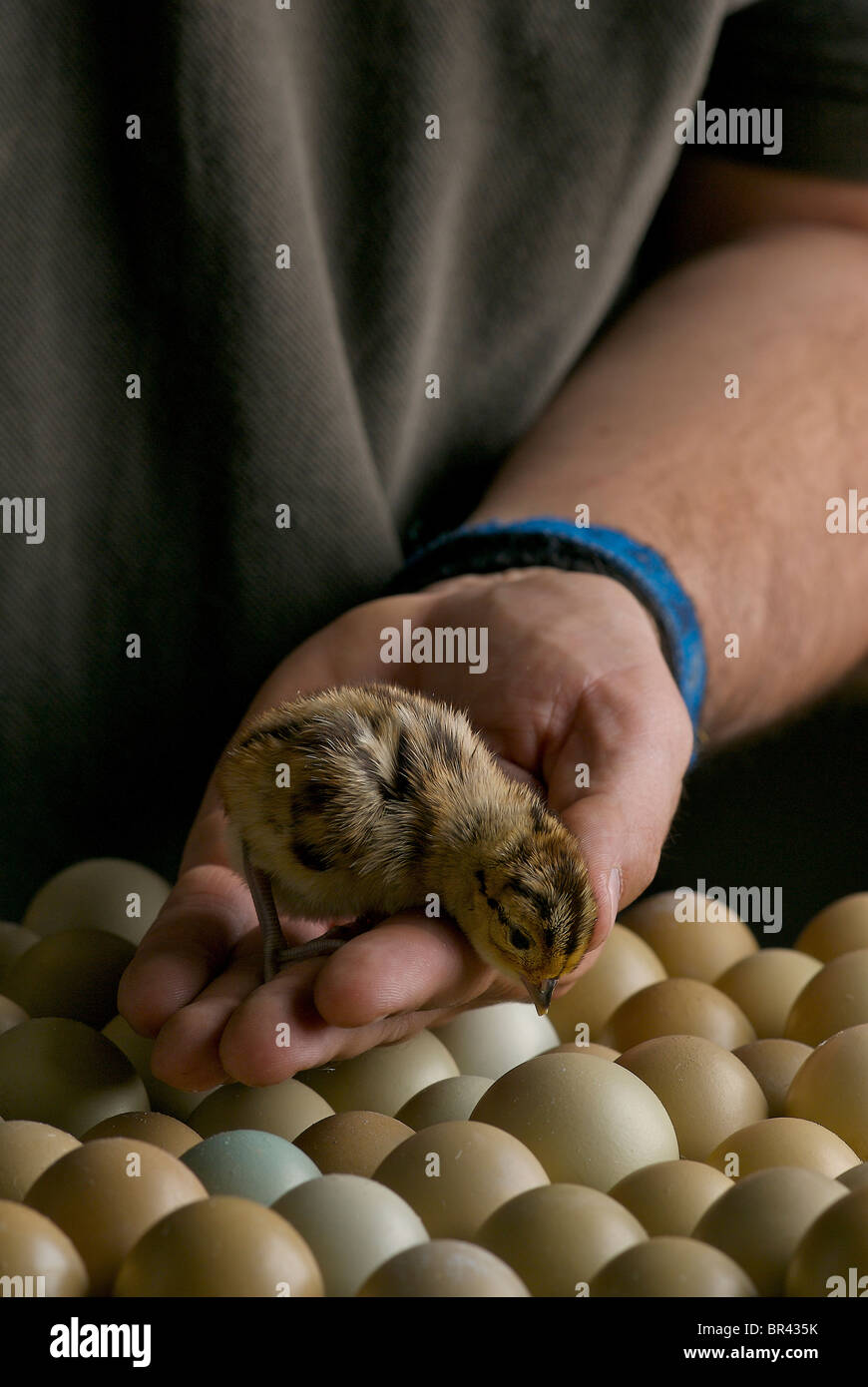 A man holds a hatchling pheasant in Rocky Ford, Colorado. Stock Photo