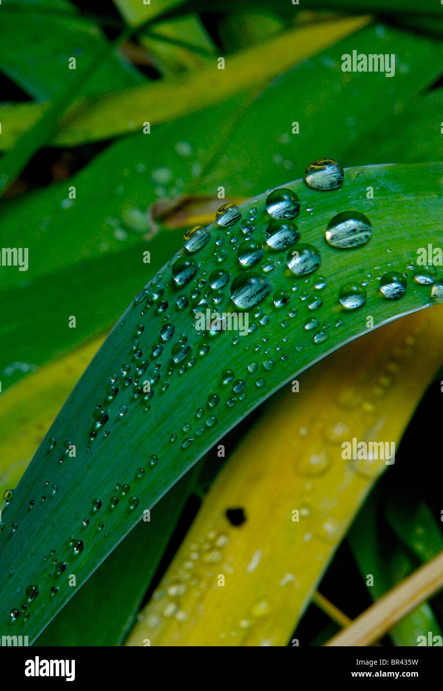 Water drops on Iris leaves in Boulder, Colorado. Stock Photo