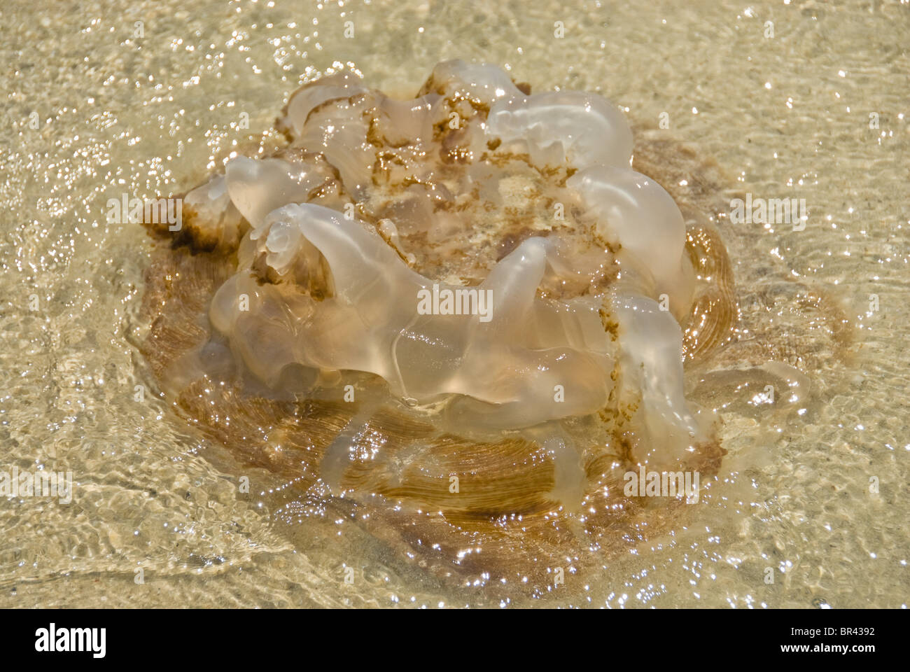 Jellyfish on beach of Ko Samet, Thailand Stock Photo