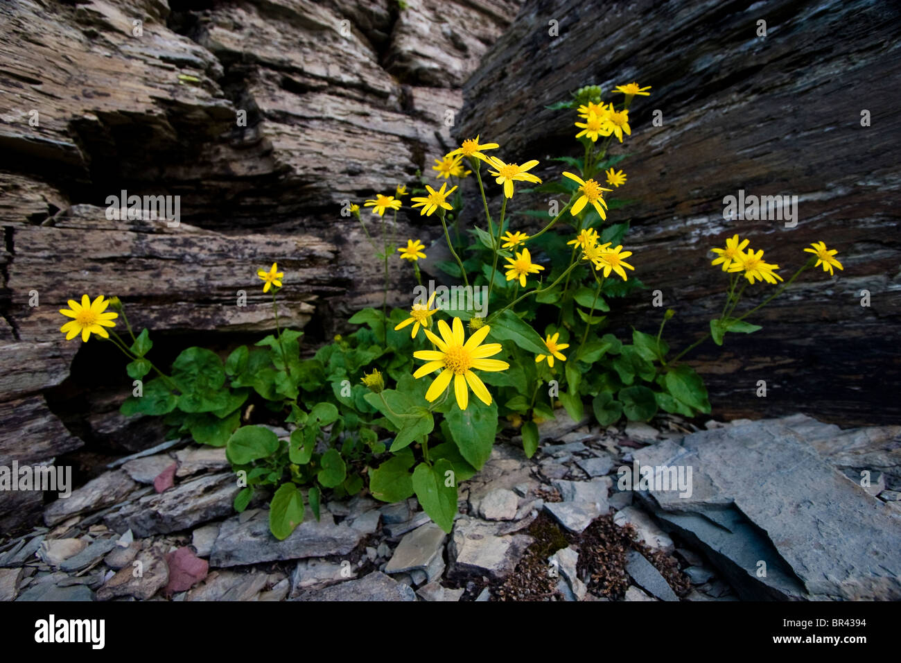 Yellow flowers (Arnica cordifolia) bloom on Clements Mountain on the highline trail near Logan Pass, Glacier National Park, Mont Stock Photo
