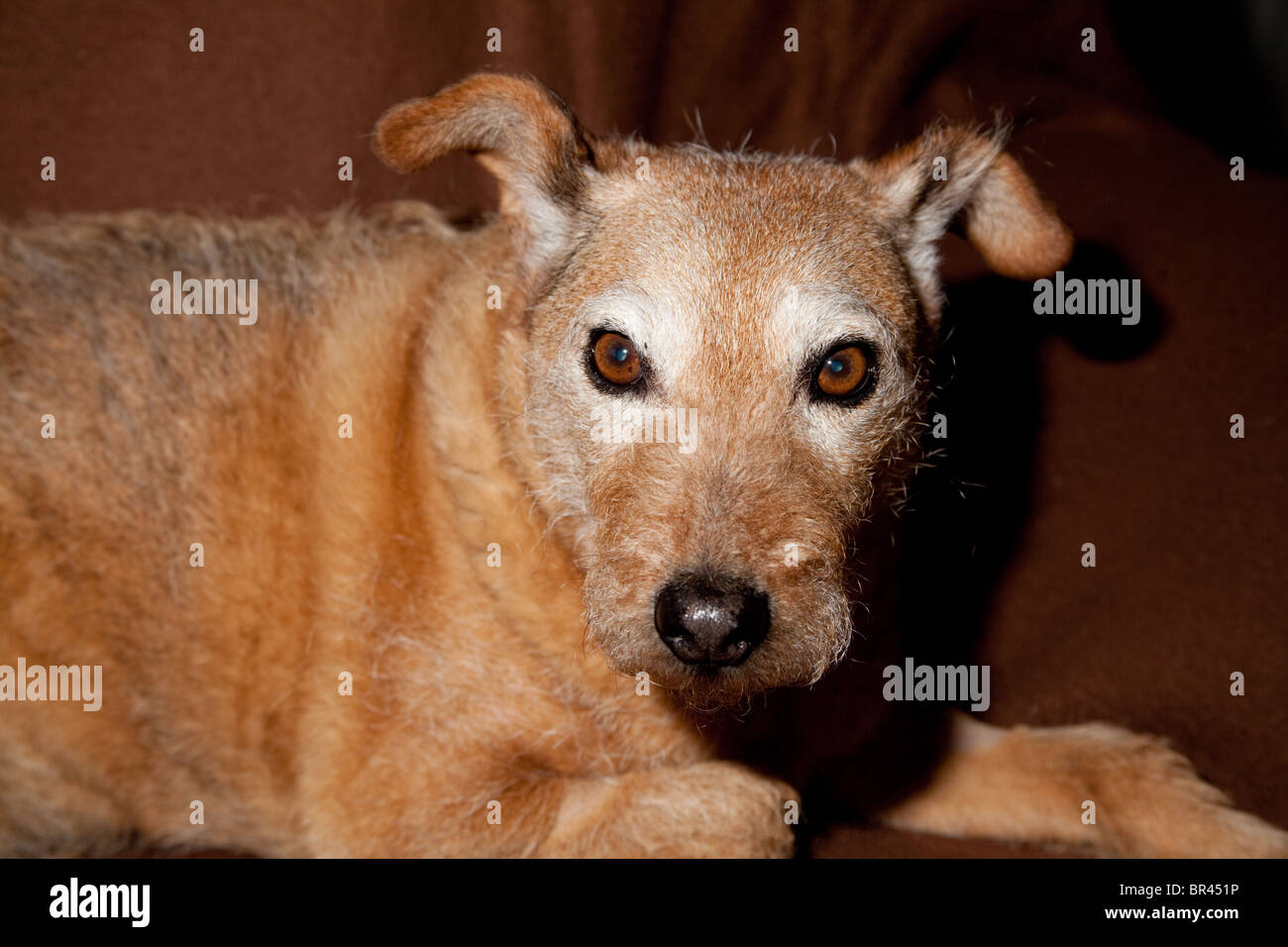 Brown mongrel dog lay down on light brown cloth Stock Photo