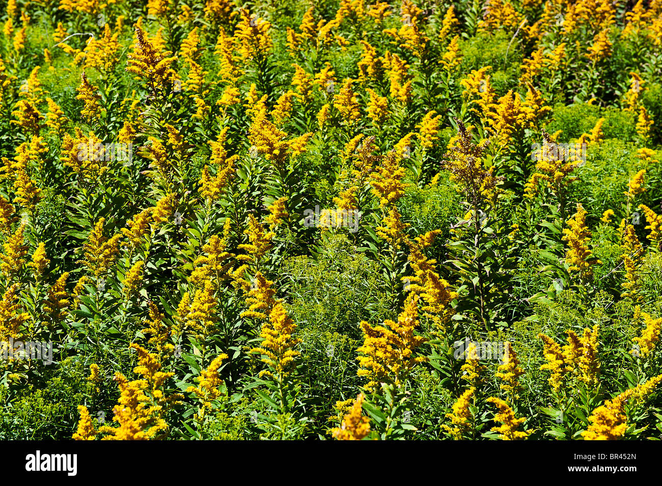 Goldenrod flowers. Stock Photo