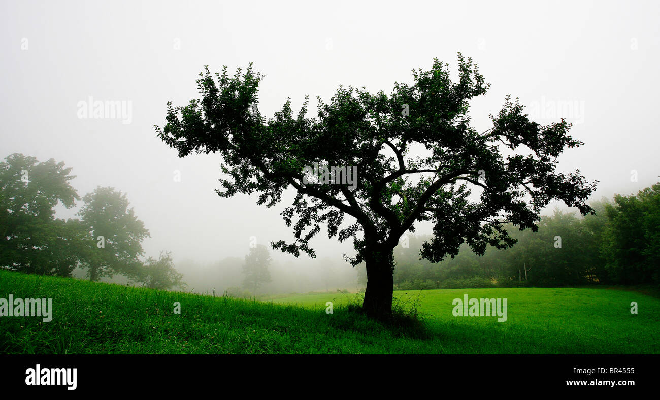 Apple tree stands out of foggy, misty day. Stock Photo