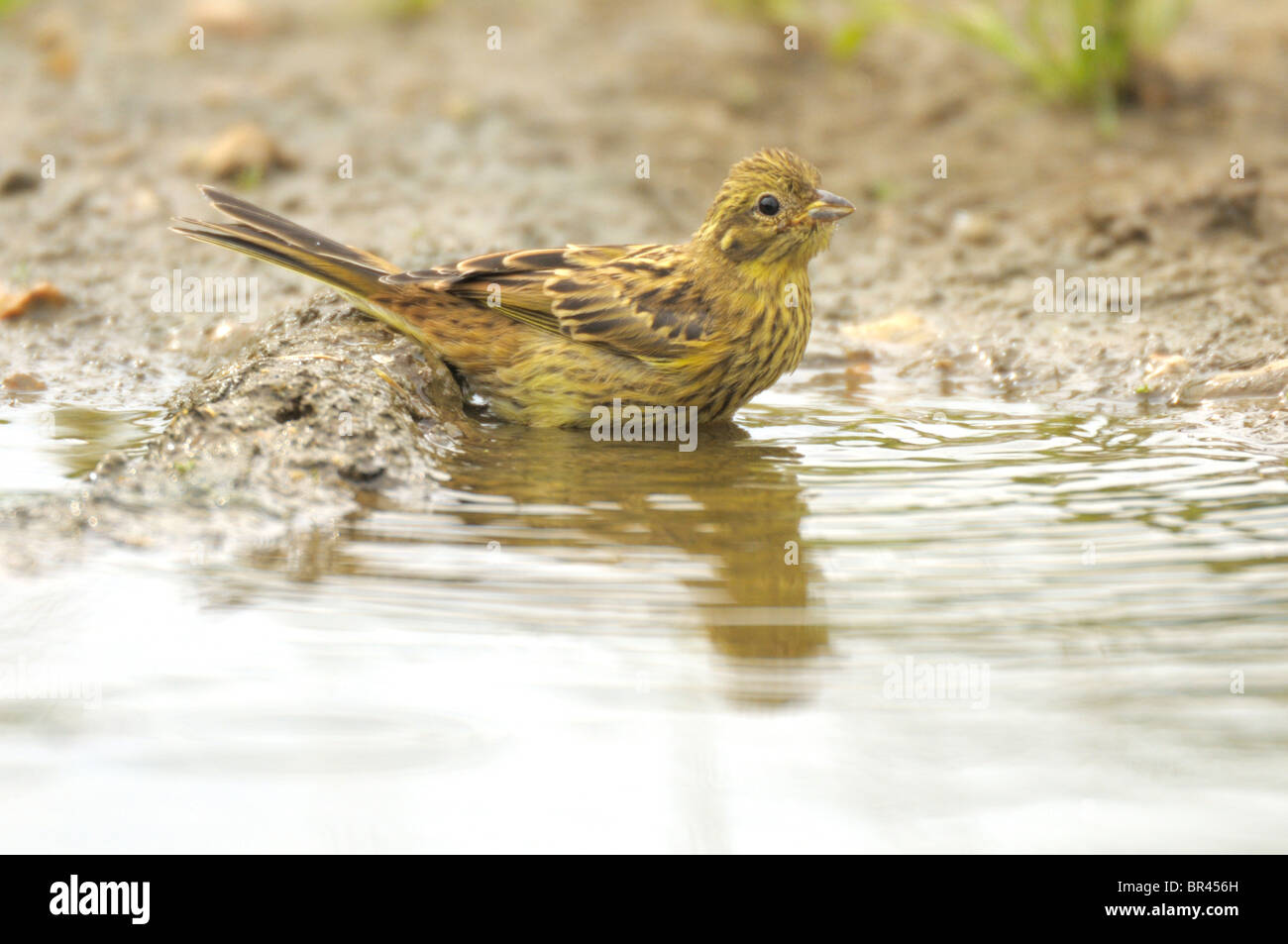 Yellowhammer (Emberiza citrinella) bathing and drinking from roadside pool. Stock Photo
