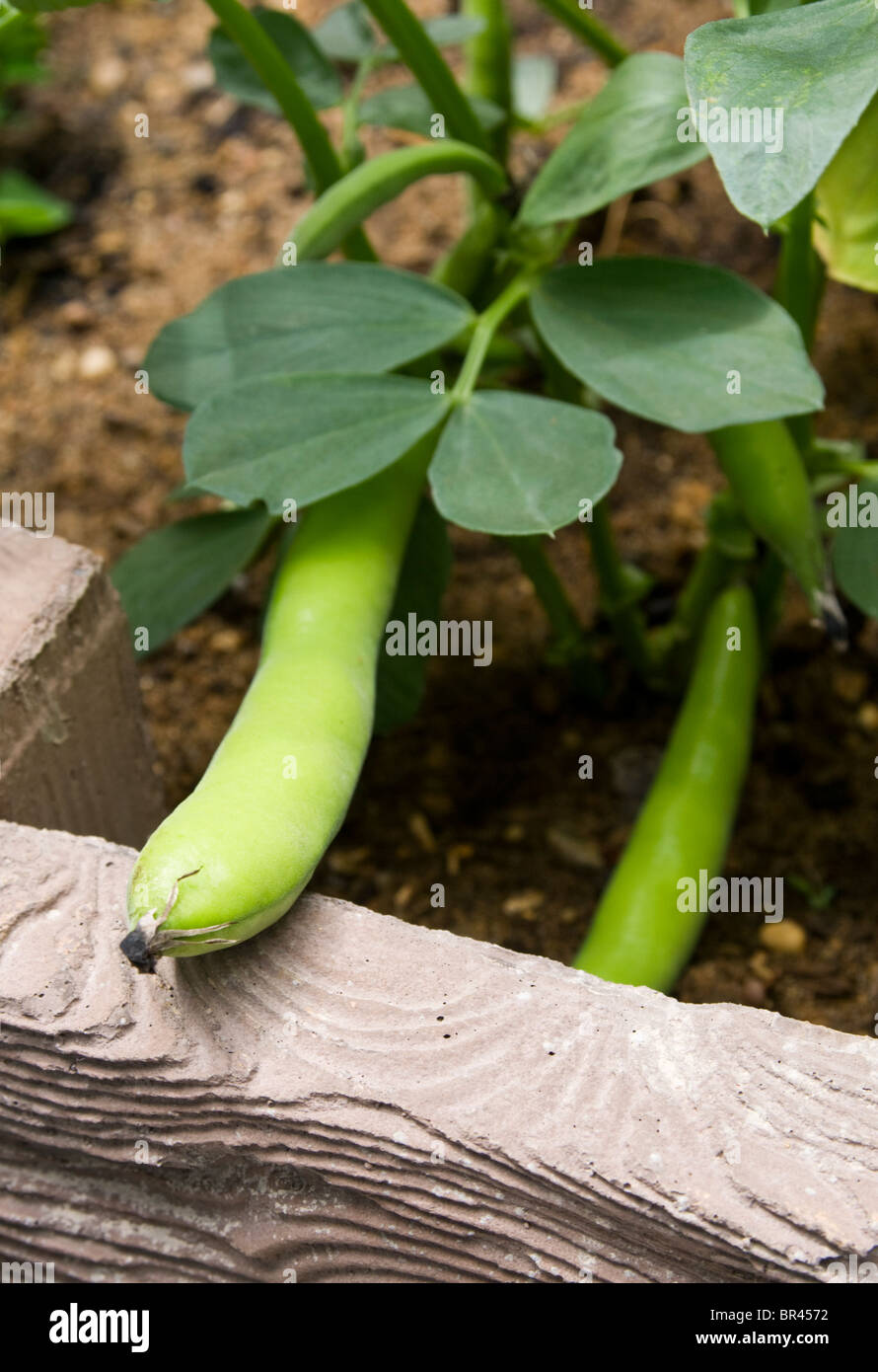 Broad beans growing in a raised bed, ready to be picked Stock Photo Alamy