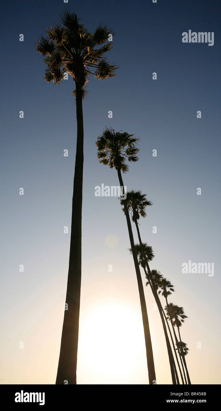 Palms in the Santa Barbara sky Stock Photo - Alamy