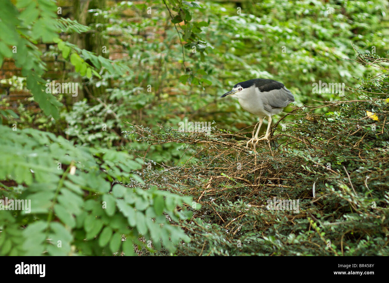 A single Black-crowned Night Heron (Nycticorax nycticorax) perching in tree Stock Photo