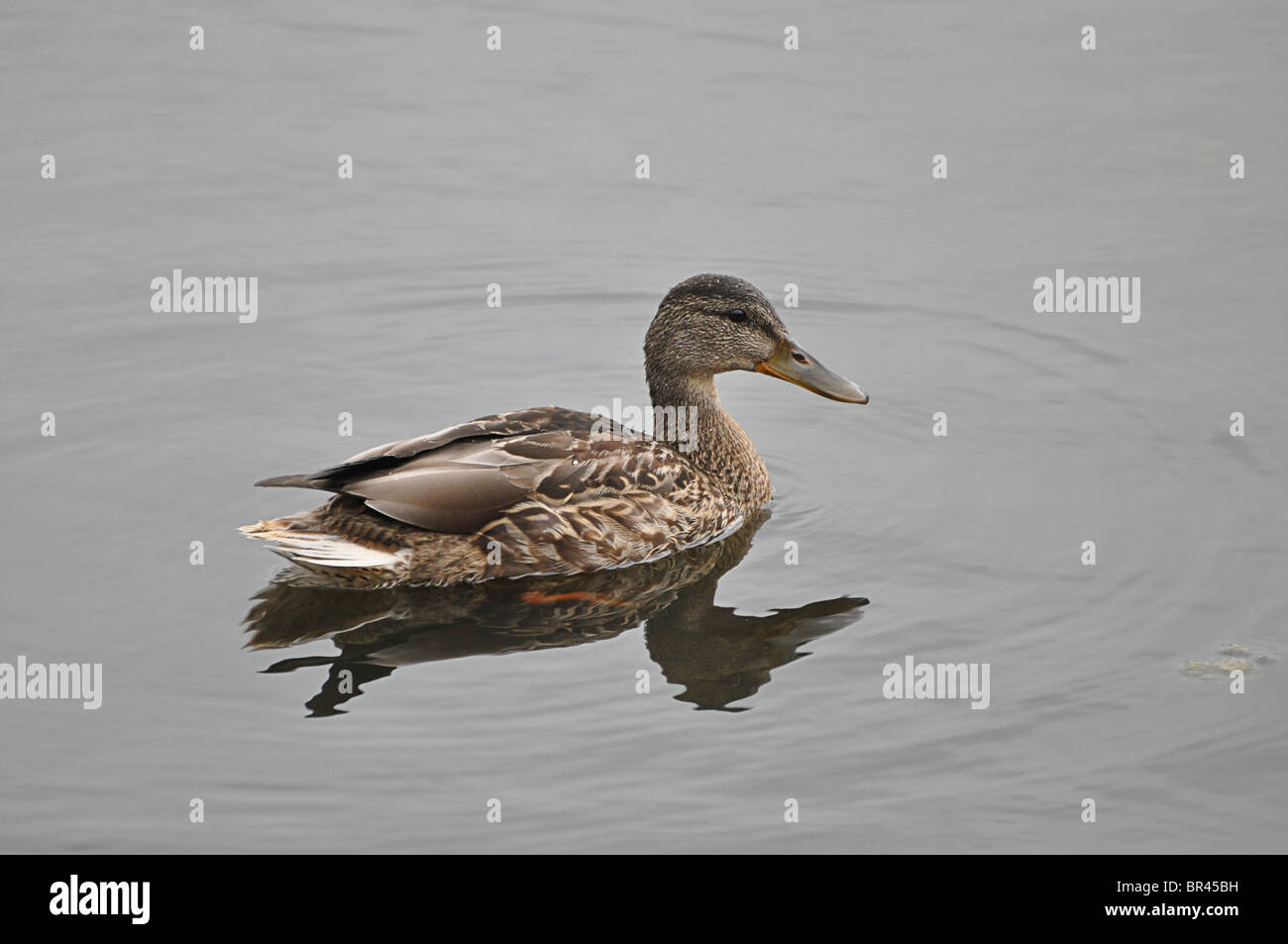 Duck swimming in a lake in Donegal, Ireland Stock Photo