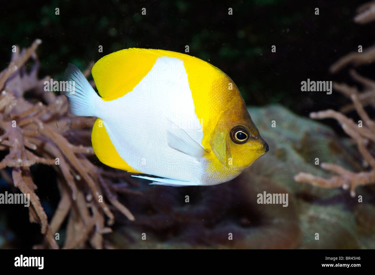 Yellowhead butterflyfish (Chaetodon xanthocephalus) Stock Photo