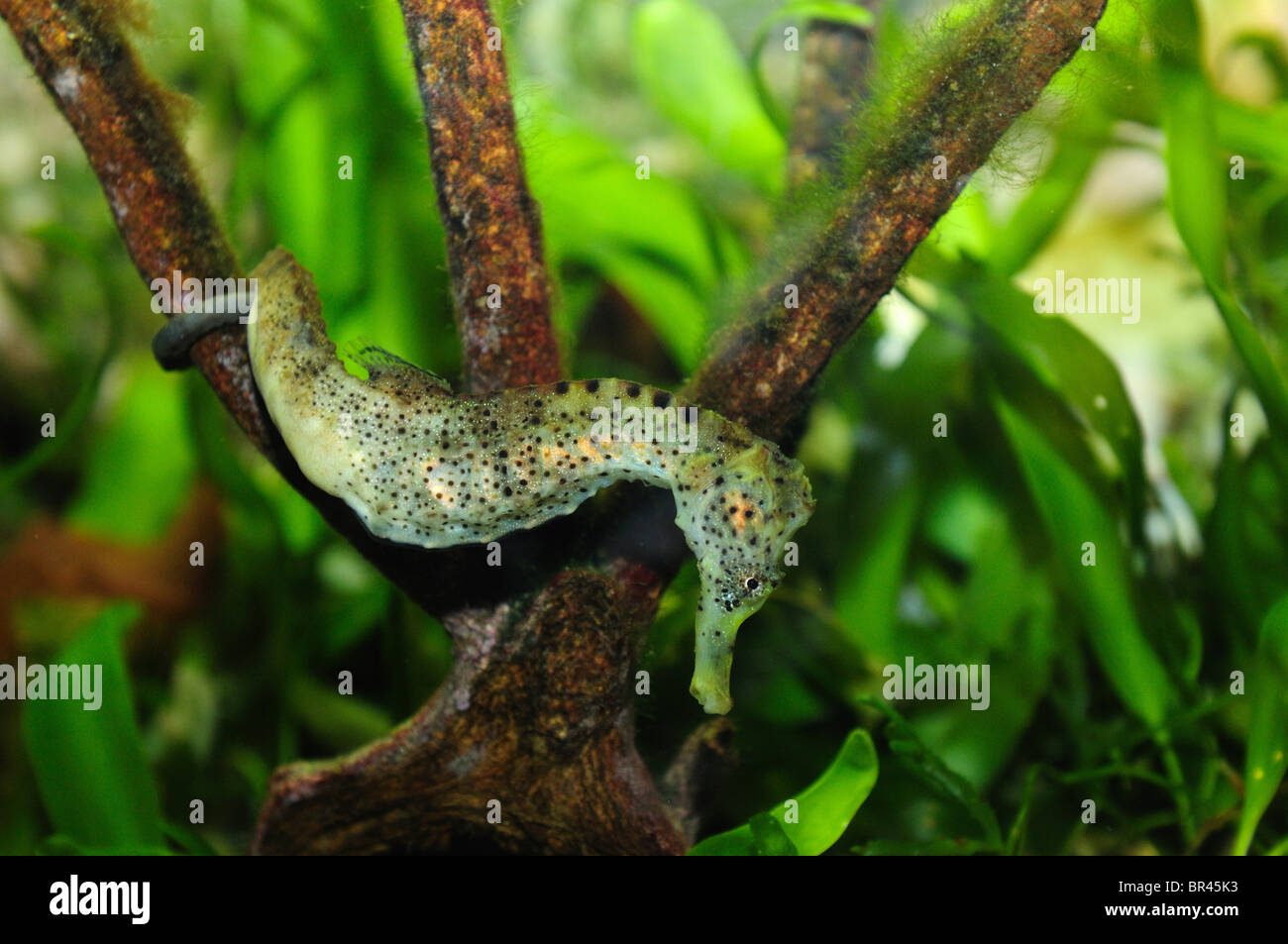 Common Seahorse (Hippocampus taeniopterus) Stock Photo