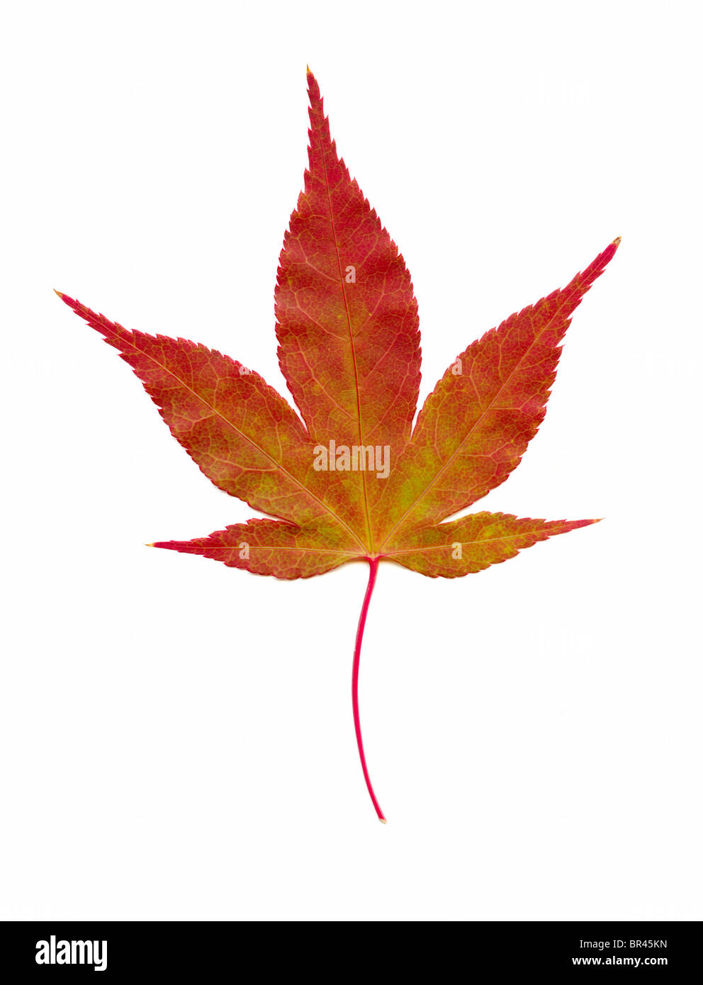 Single red acer leaf on white background Stock Photo