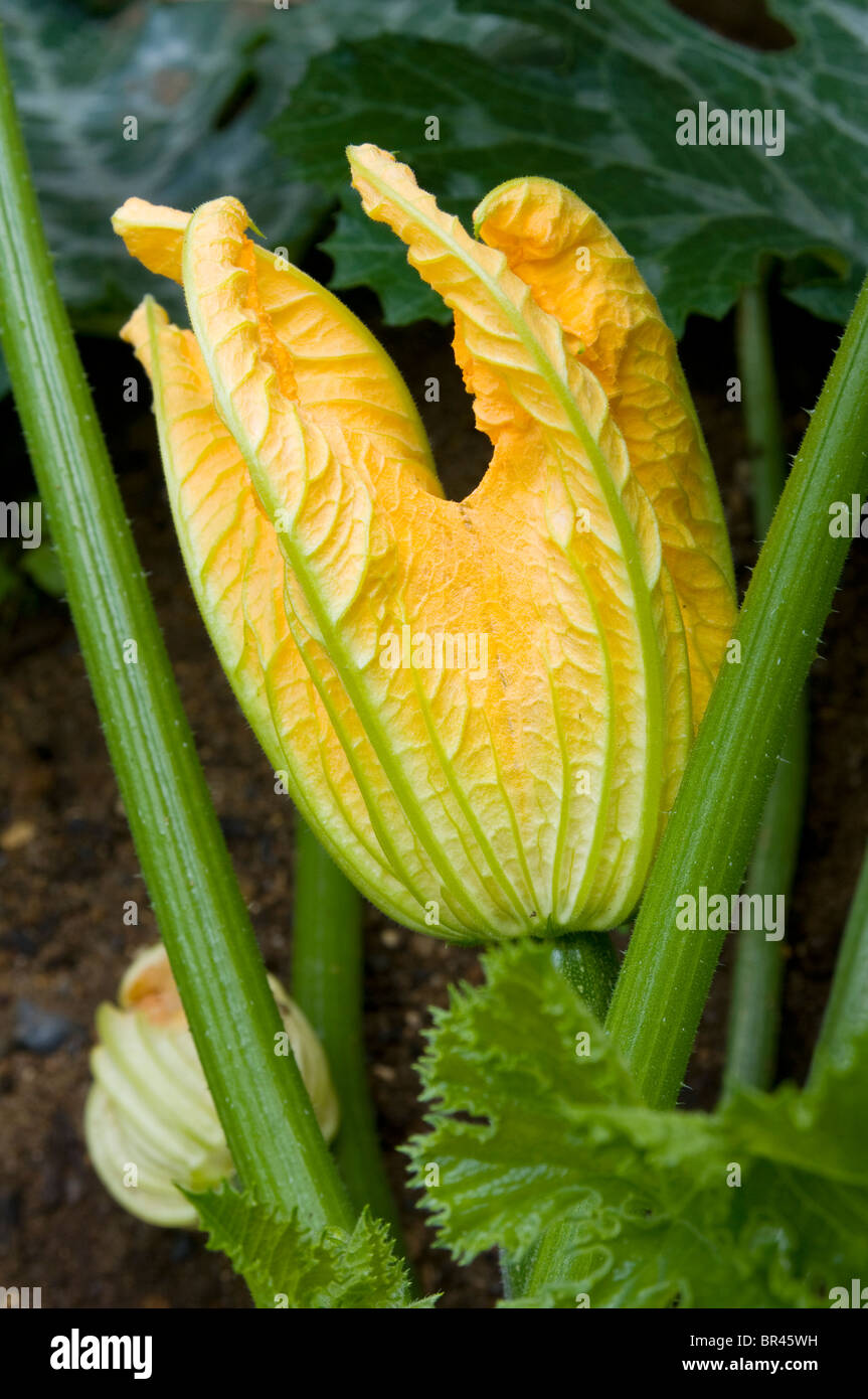Closeup of a courgette plant with fruit and a bright yellow flower