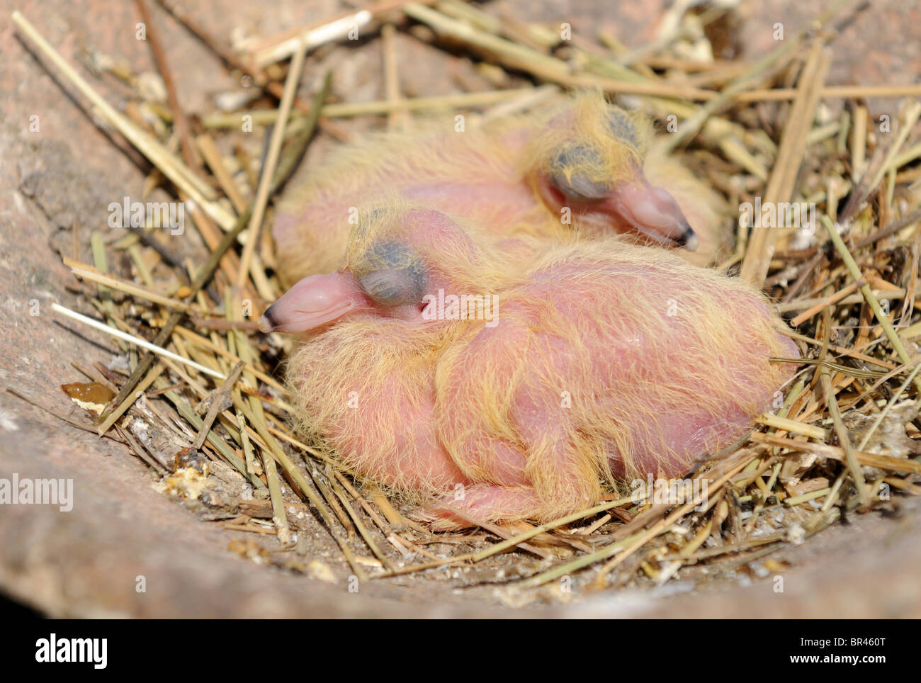 Two Domestic Pigeon chickens in nest Stock Photo Alamy