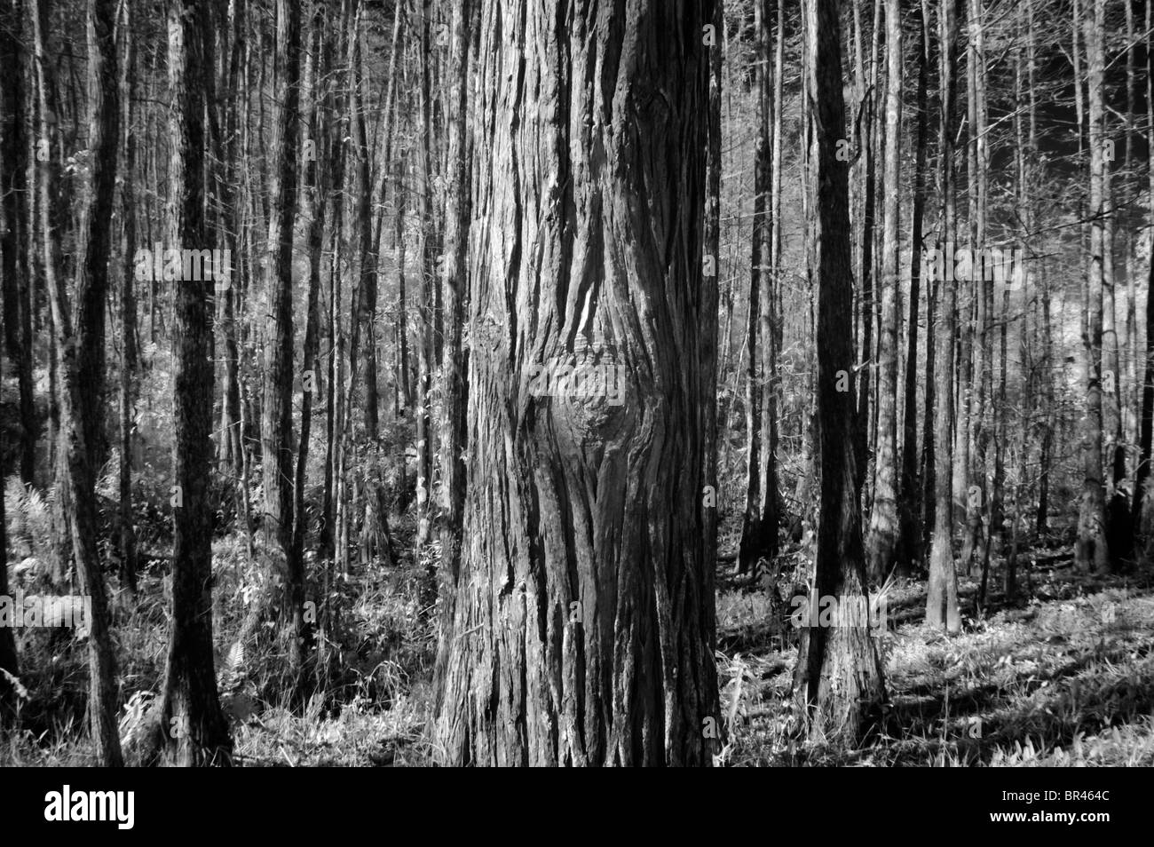 Bald cypress trees at Corkscrew Swamp Sanctuary in Florida. Stock Photo