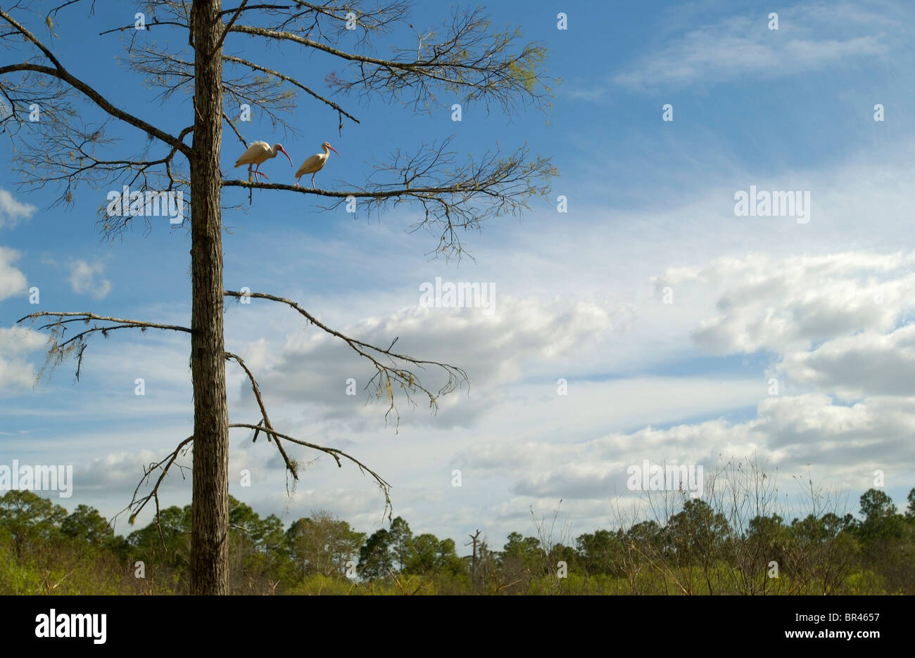 White Ibis perch in a bald cypress tree at Corkscrew Swamp Sanctuary near Naples, Florida. Stock Photo